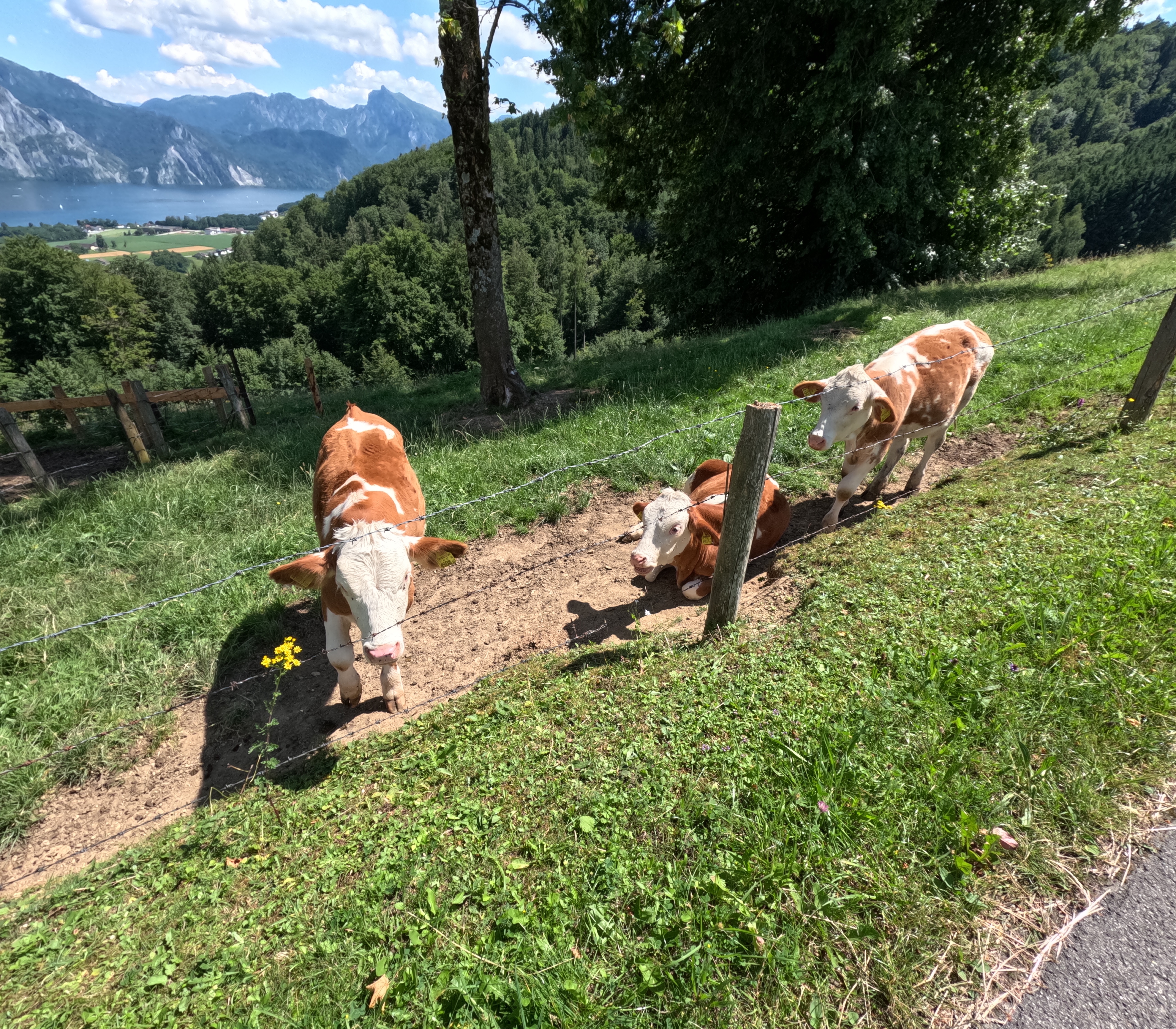 Blick auf Schloss Ort – Blick auf den Traunsee Runde von Gmunden Mülibankerl.  🚴♂️🚴