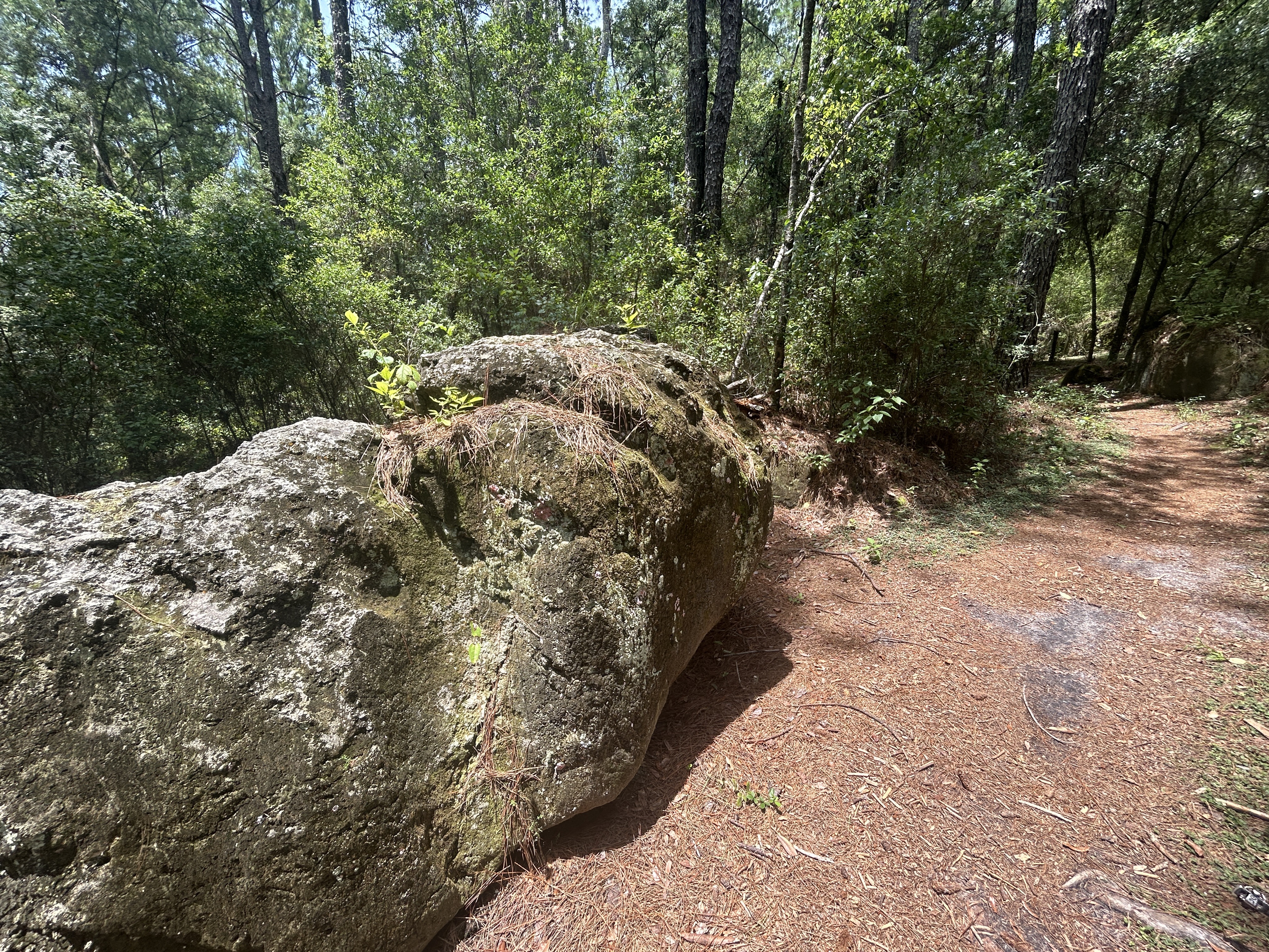 Florida National Scenic Trail, Ocala to SW Highway 200, Dunnellon