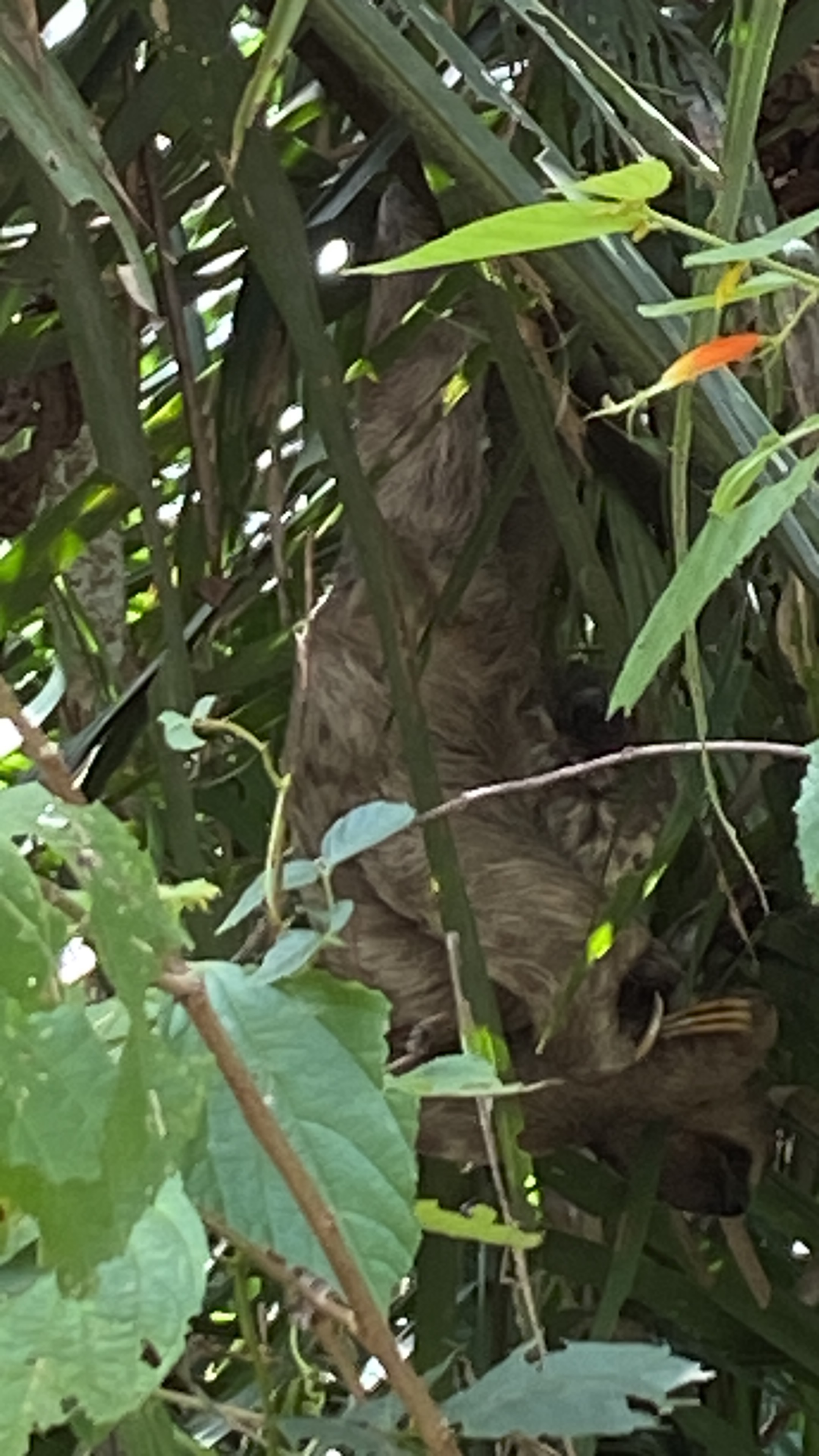 Parque Zoobotânico, Teresina a Rua Urano, Teresina