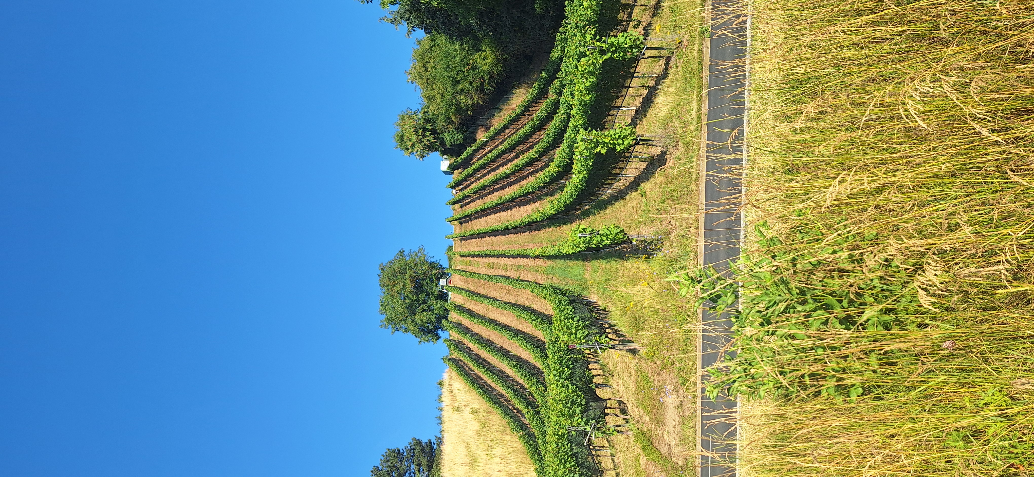 Gunnar-Wester-Straße 13, Schweinfurt nach Josef-Wächter-Straße 3, Volkach