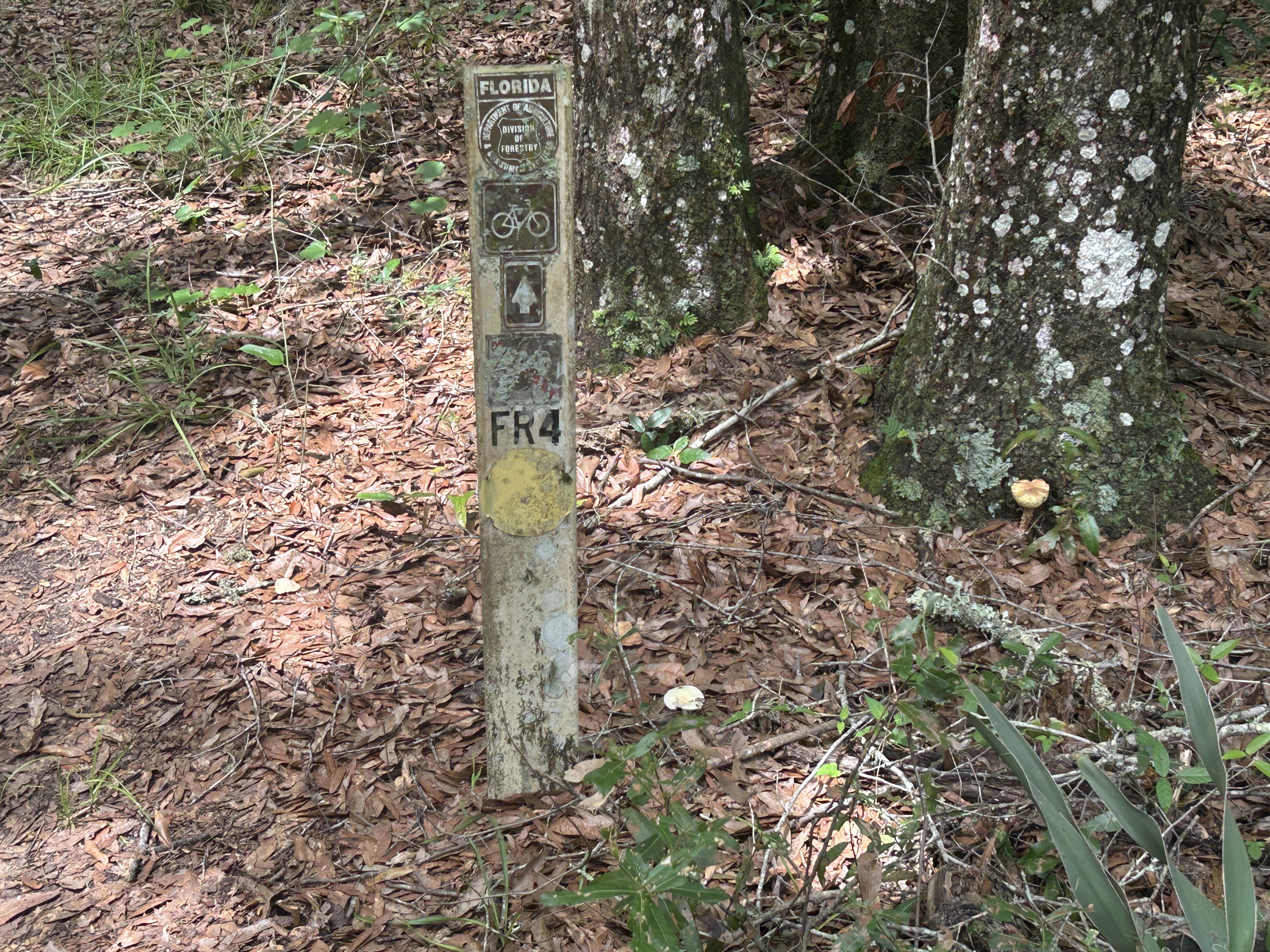 Photo 7 of the Bikemap route "Croom Rital Rd, Brooksville to Withlacoochee State Trail, Brooksville"