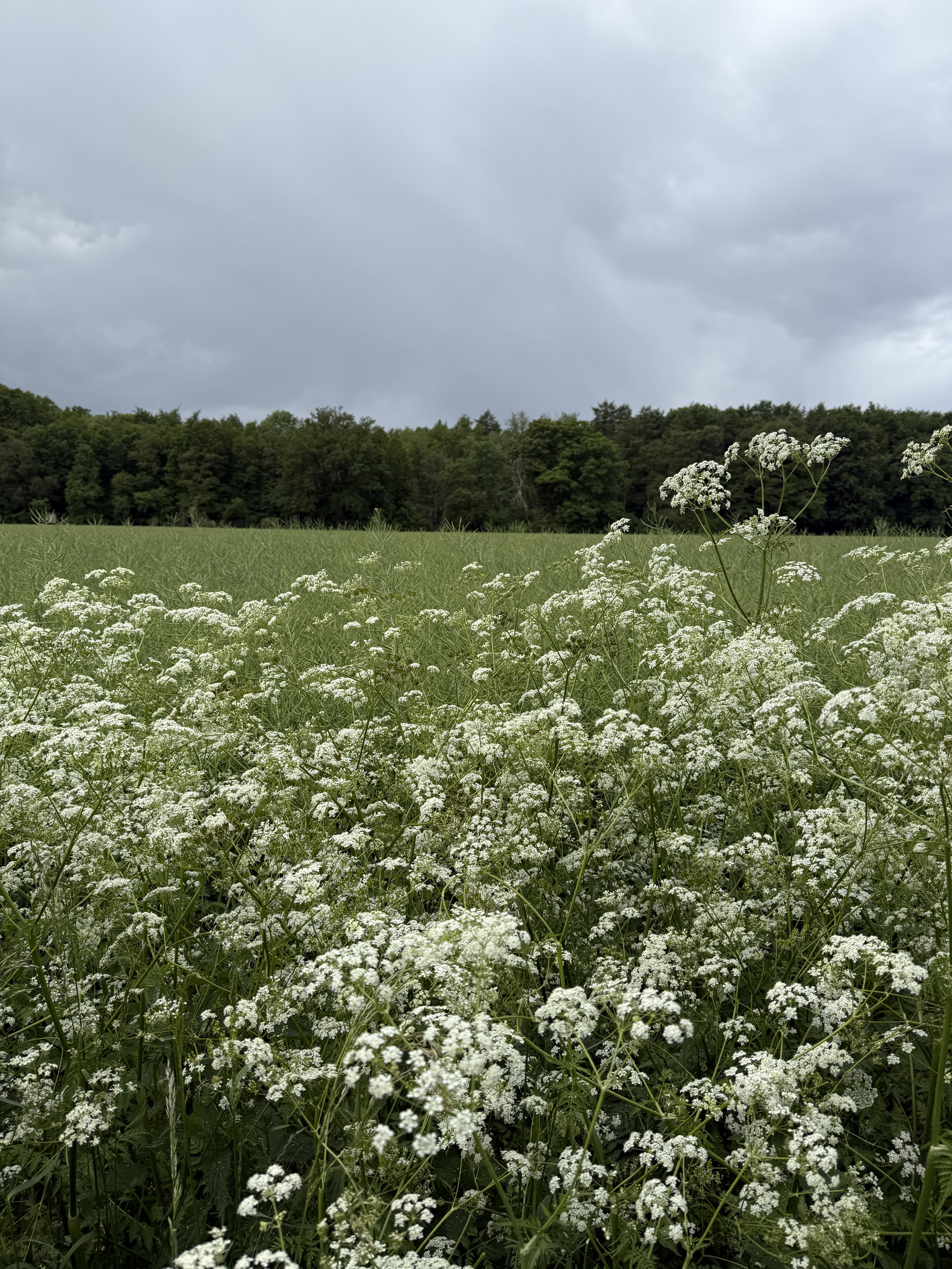 Barsinghausen nach Elbeweg, Langenhagen