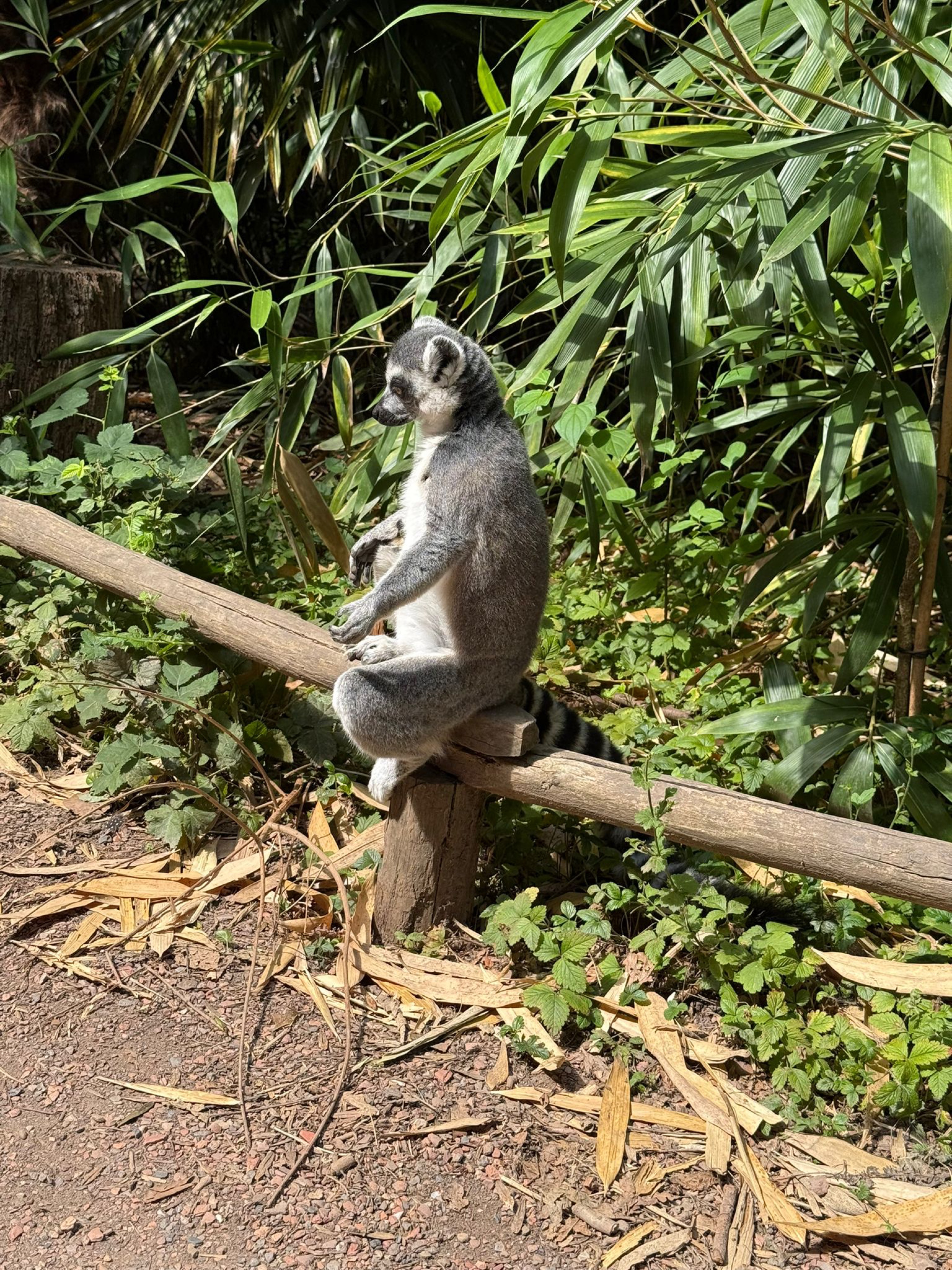 huis naar avifauna