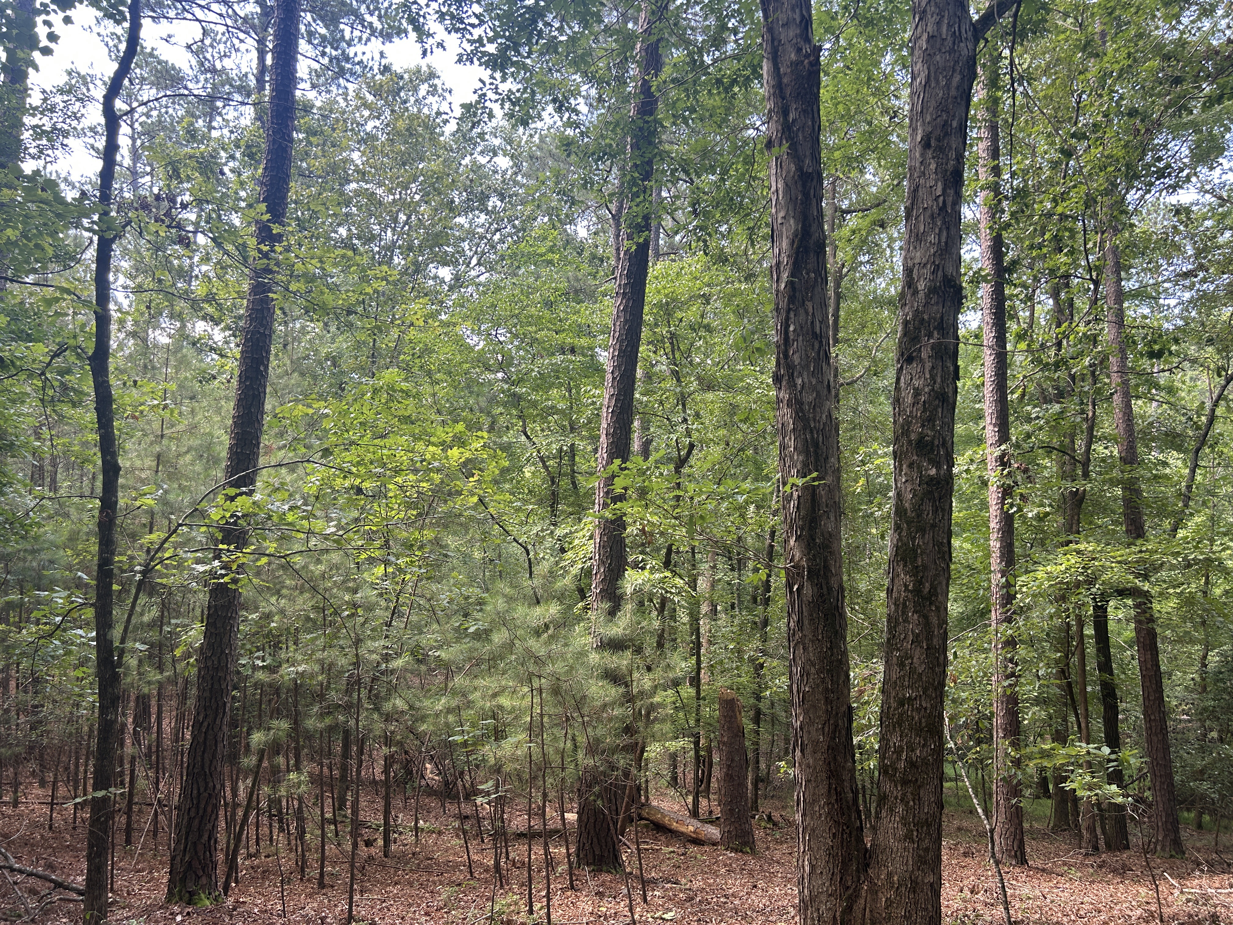 Broad River Rd, Columbia to Broad River Rd, Columbia