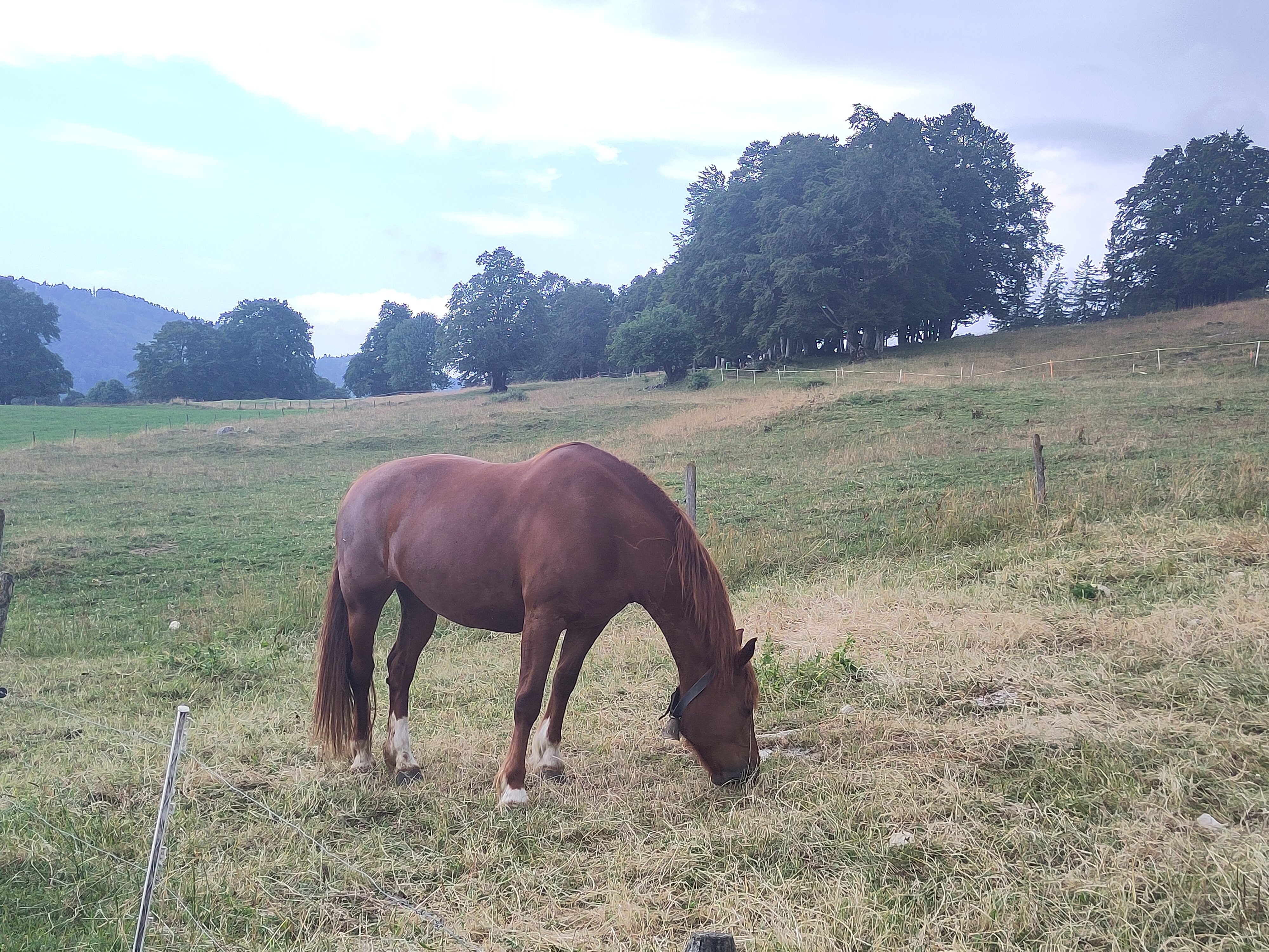Zum Chasseral-Gletscher