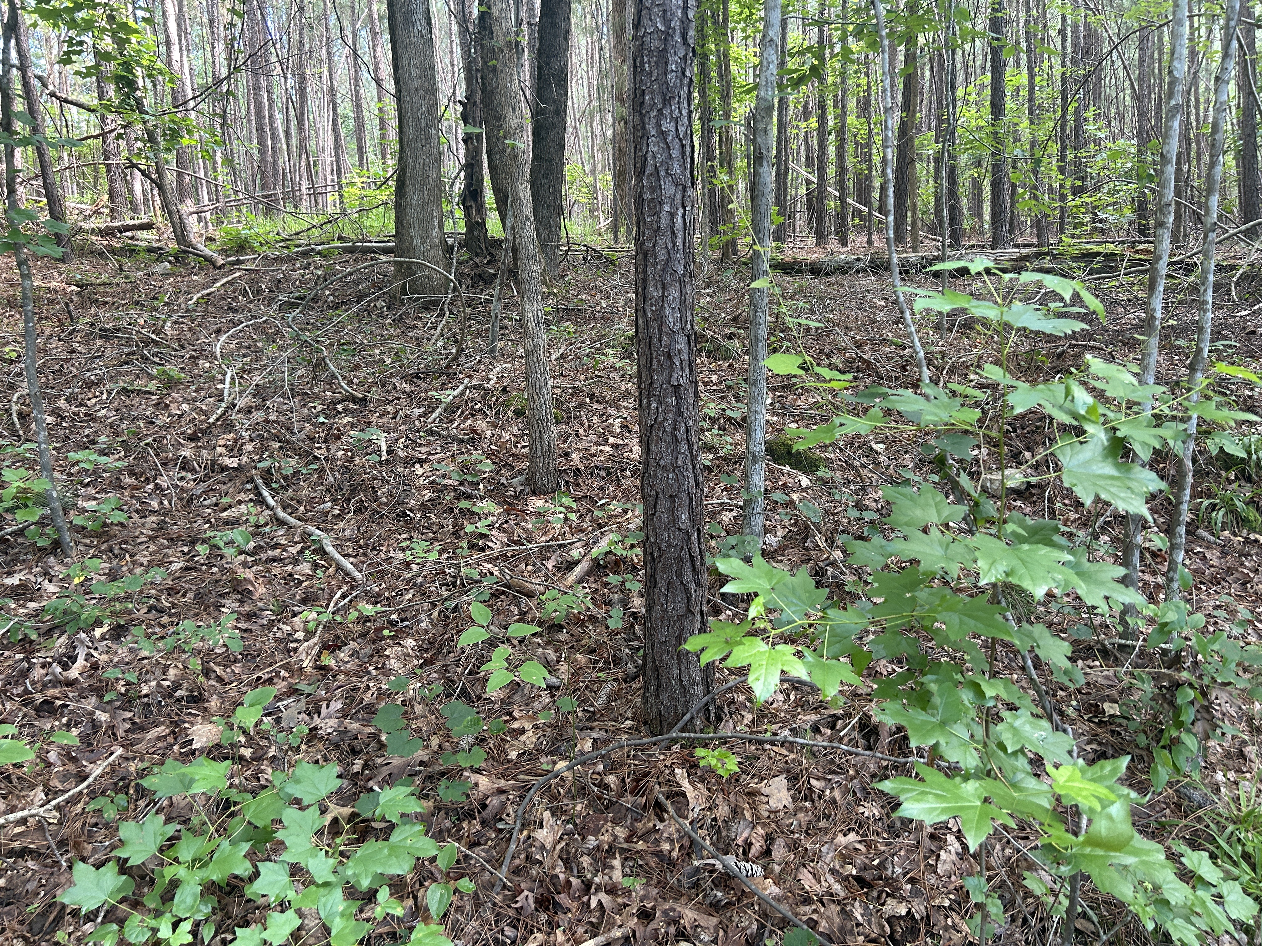 Broad River Rd, Columbia to Broad River Rd, Columbia