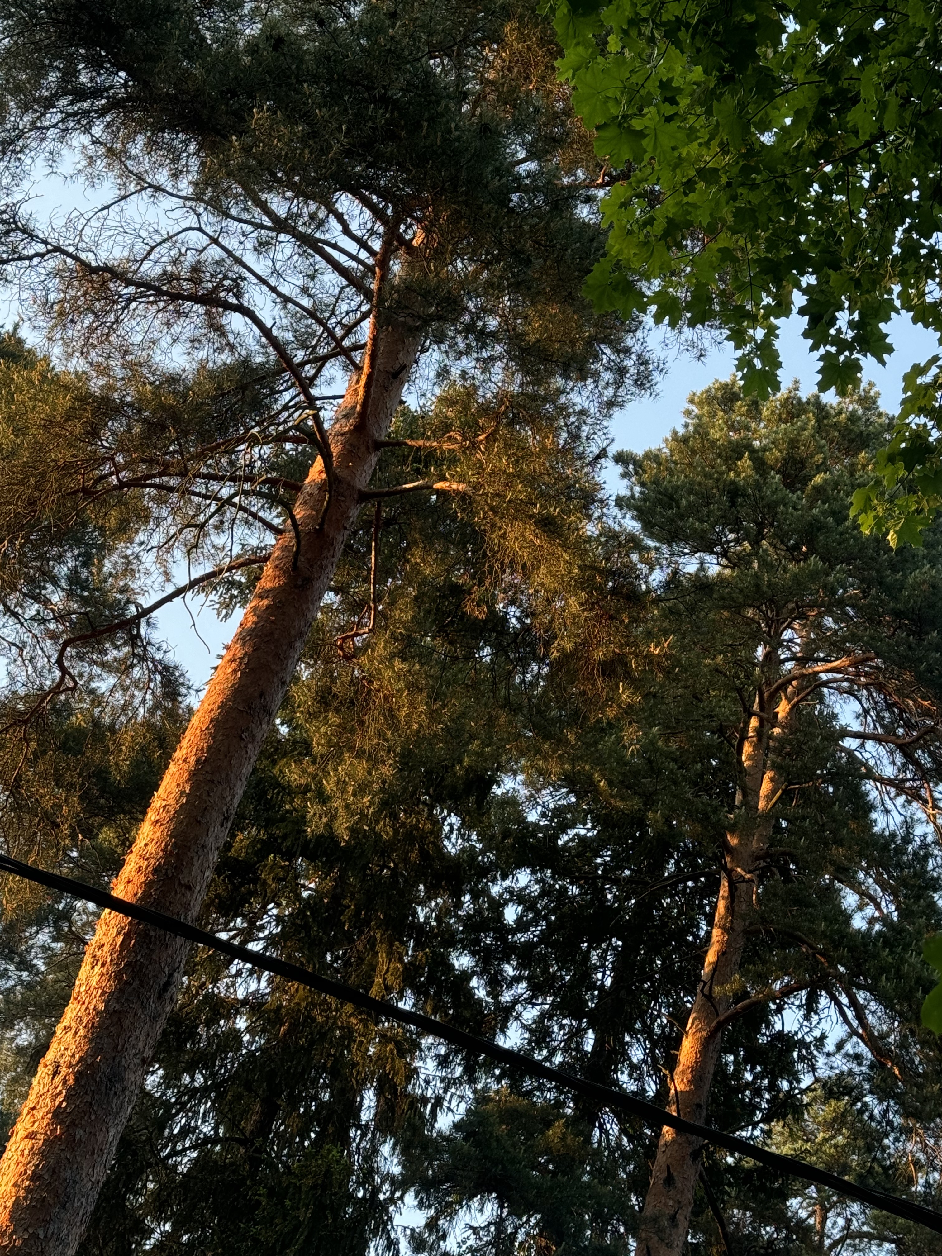 проспект Королёва, Королёв до Краснознаменская улица, Щёлково