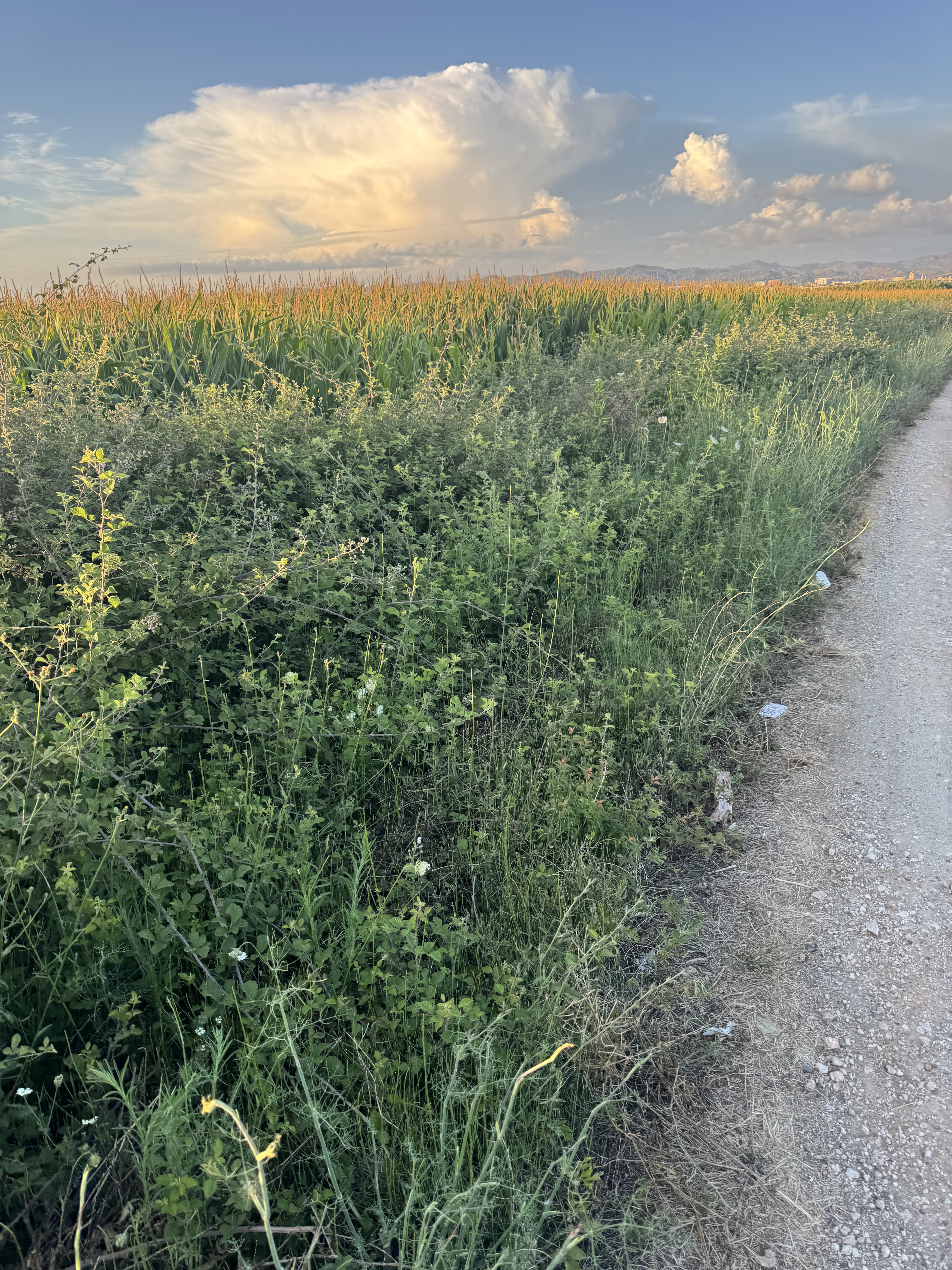 Shëtitorja Indrit Cara, Kavajë a Shëtitorja Indrit Cara, Kavajë