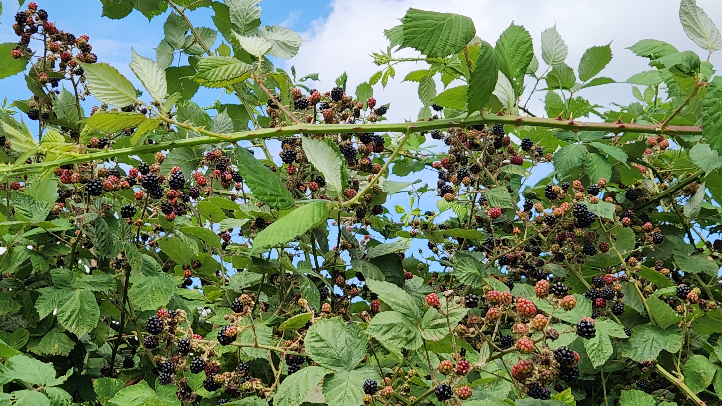 Amsterdam - Muiderberg