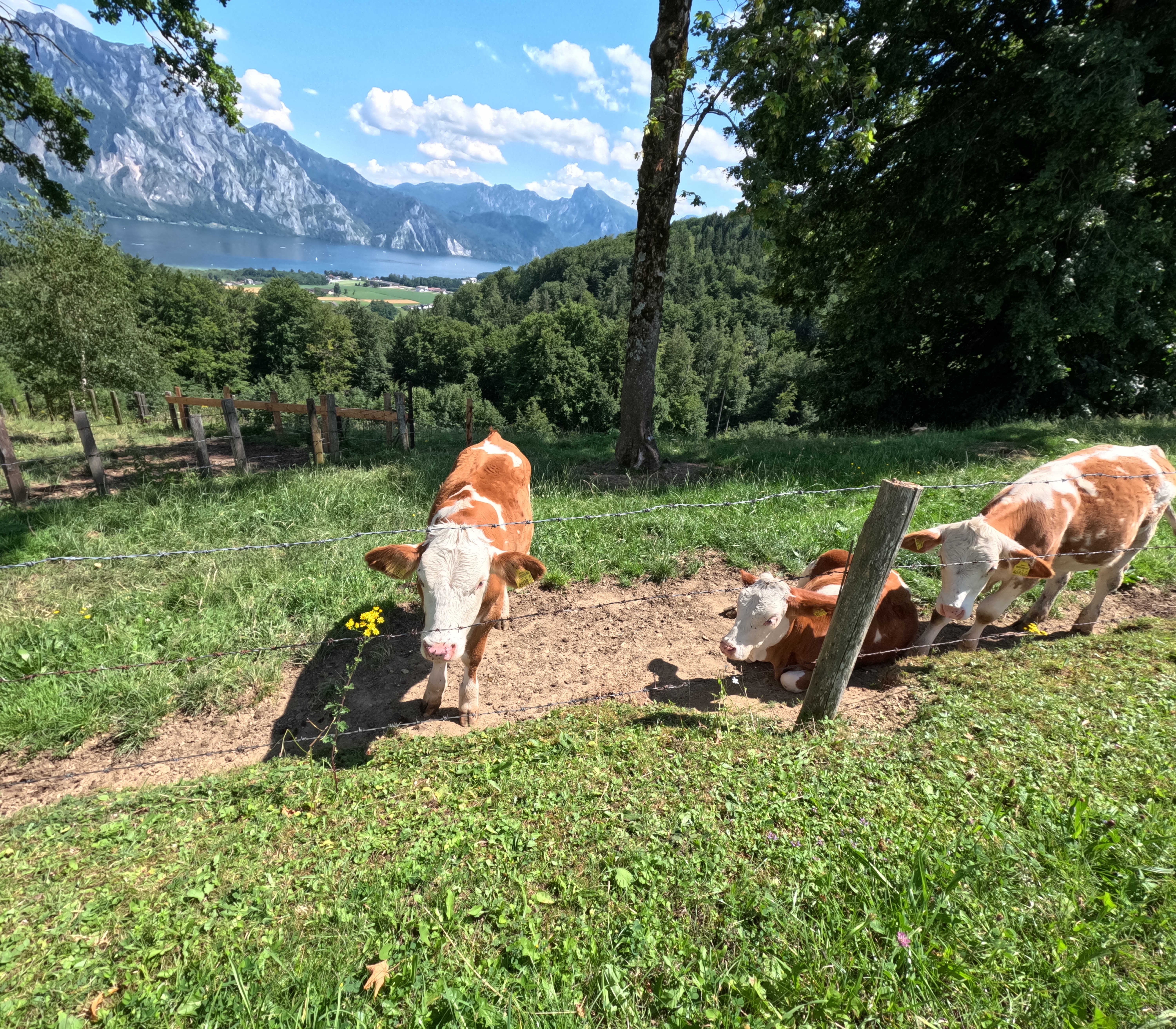 Blick auf Schloss Ort – Blick auf den Traunsee Runde von Gmunden Mülibankerl.  🚴♂️🚴