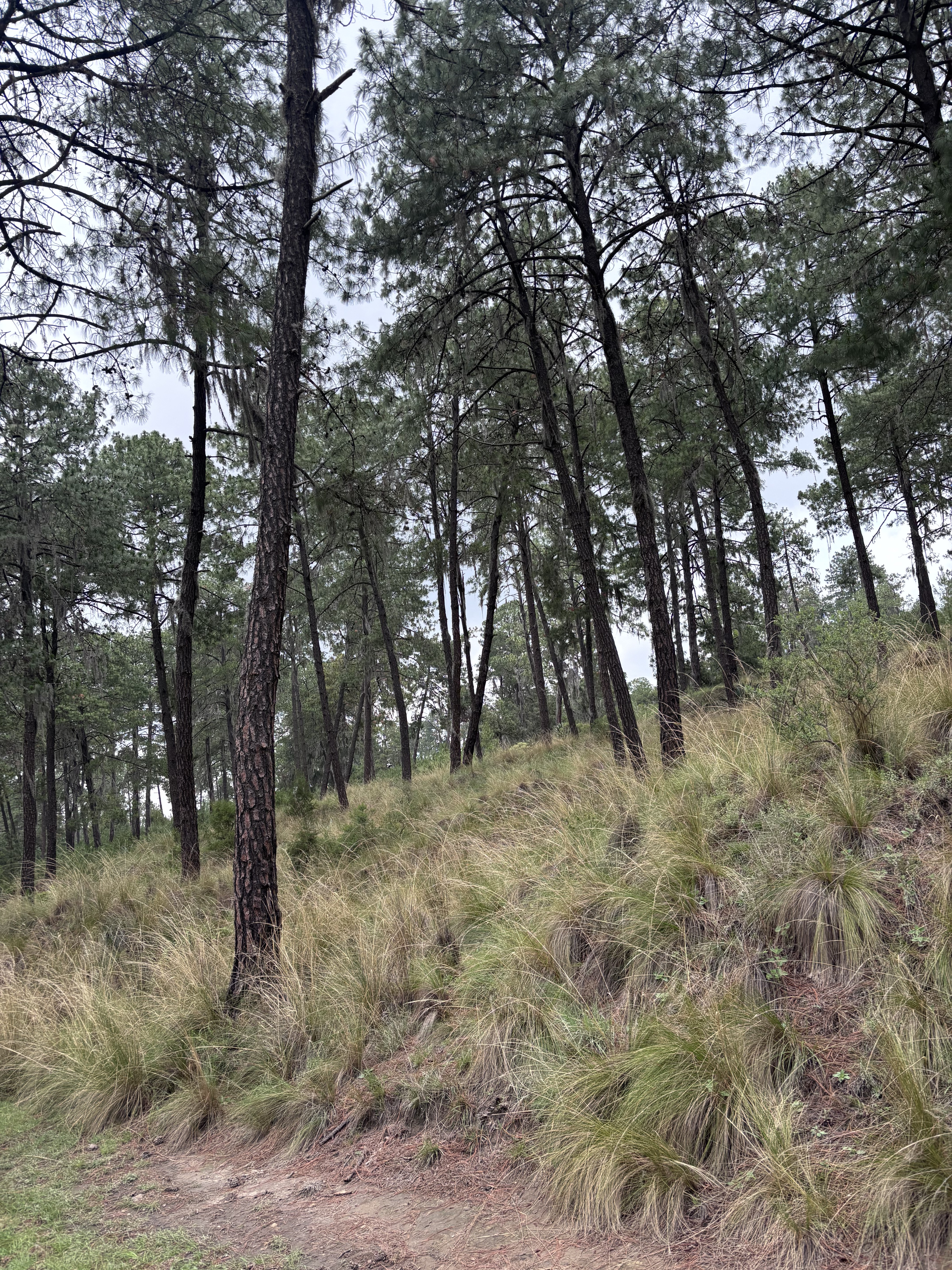 Cerro de Hernandez