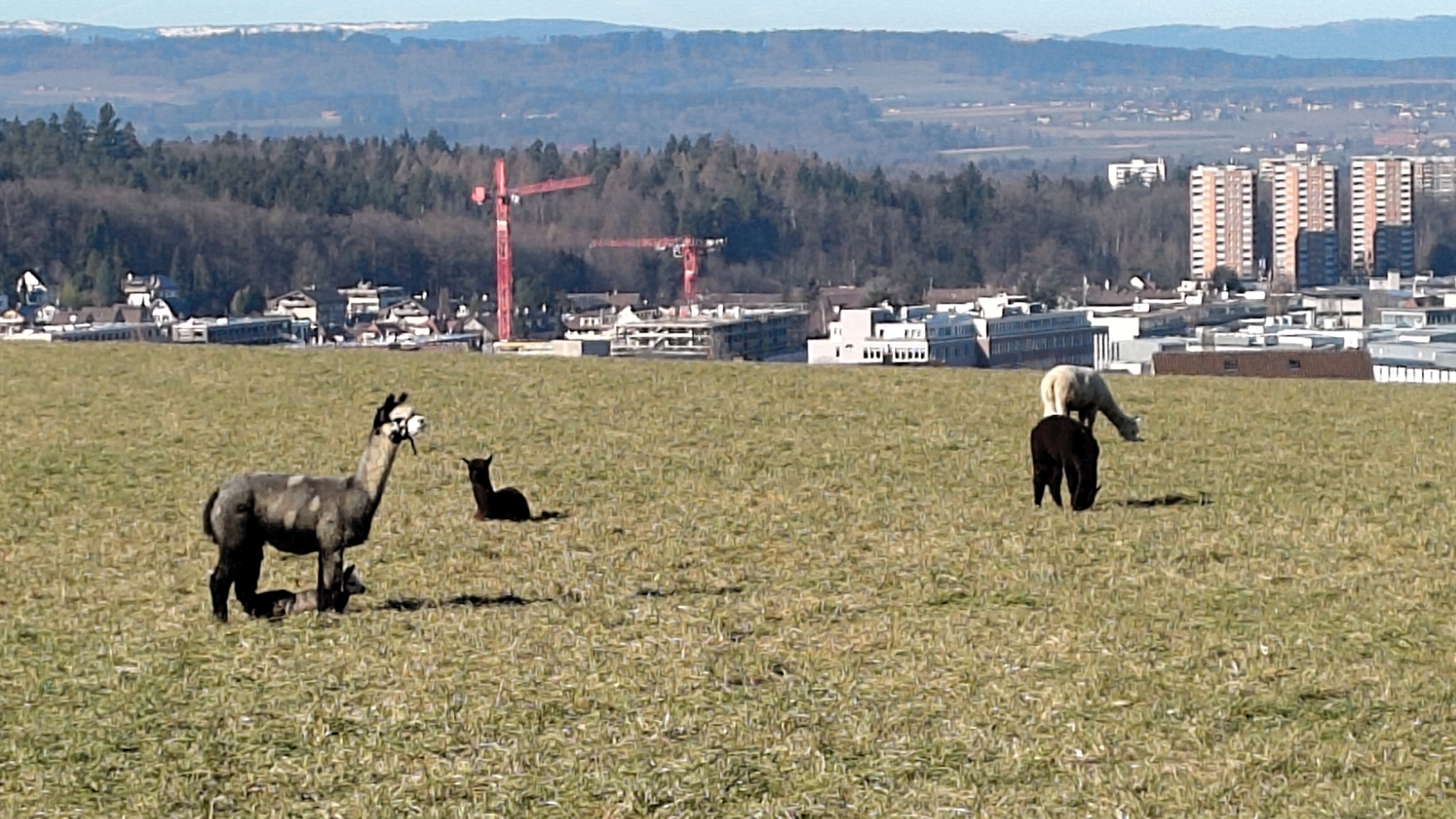 Retour vom Güsche