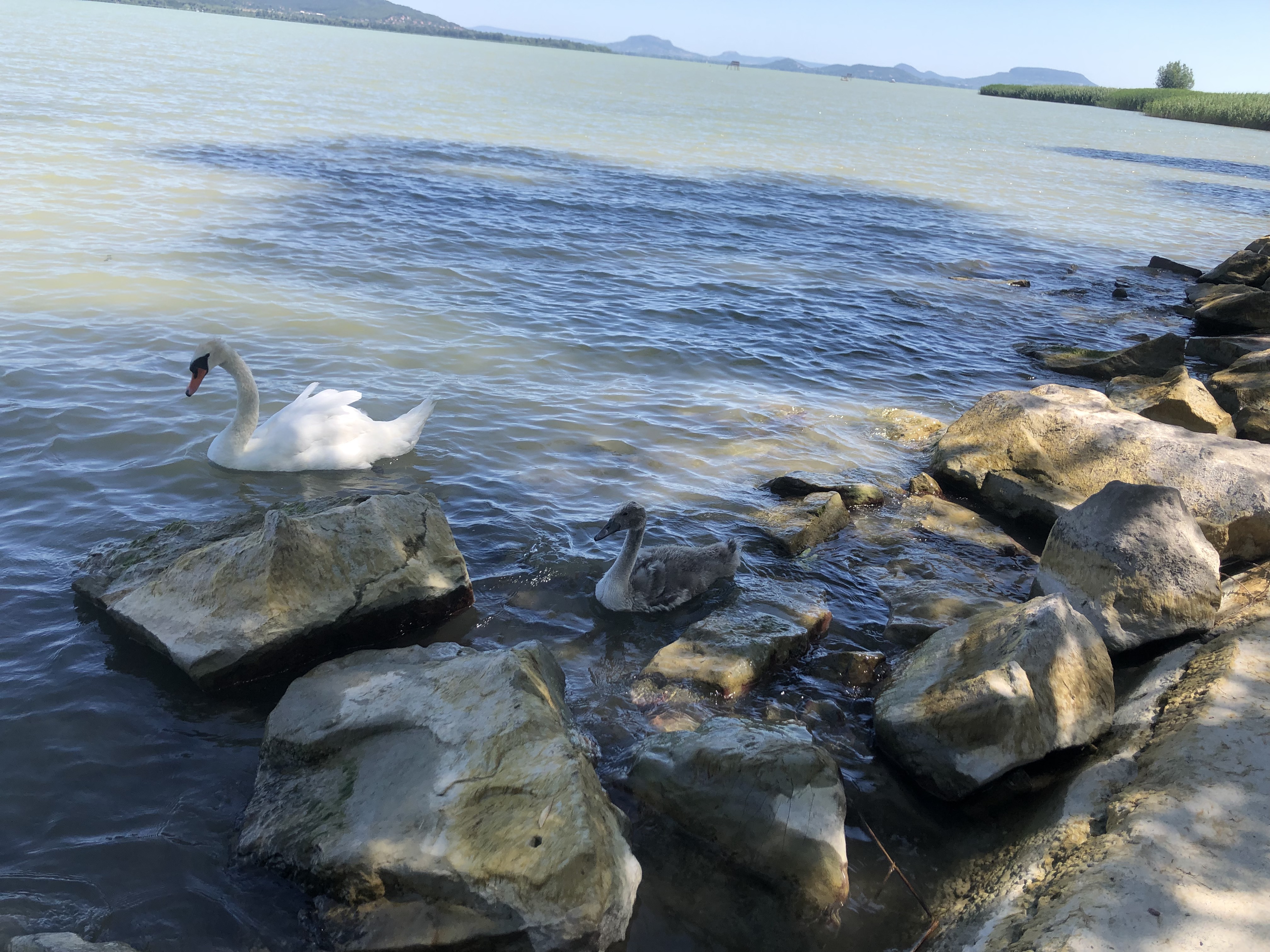 Tapolcai út, Keszthely - Radnóti Miklós utca, Balatonszárszó