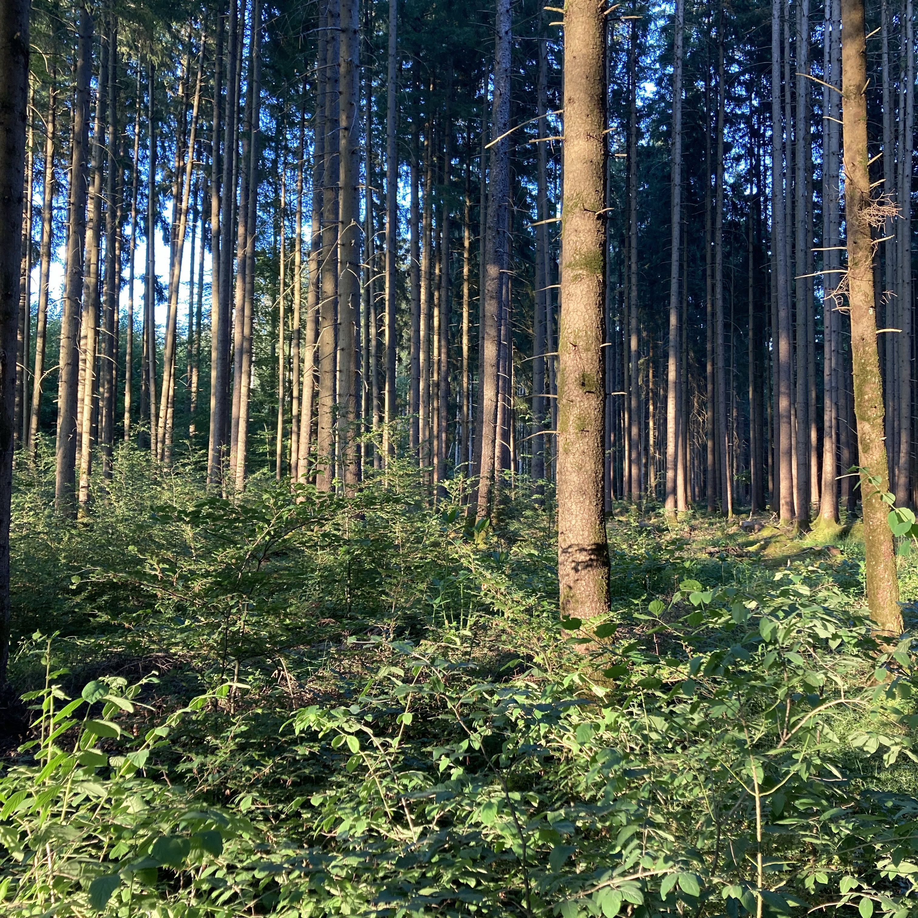 Aying und zurück