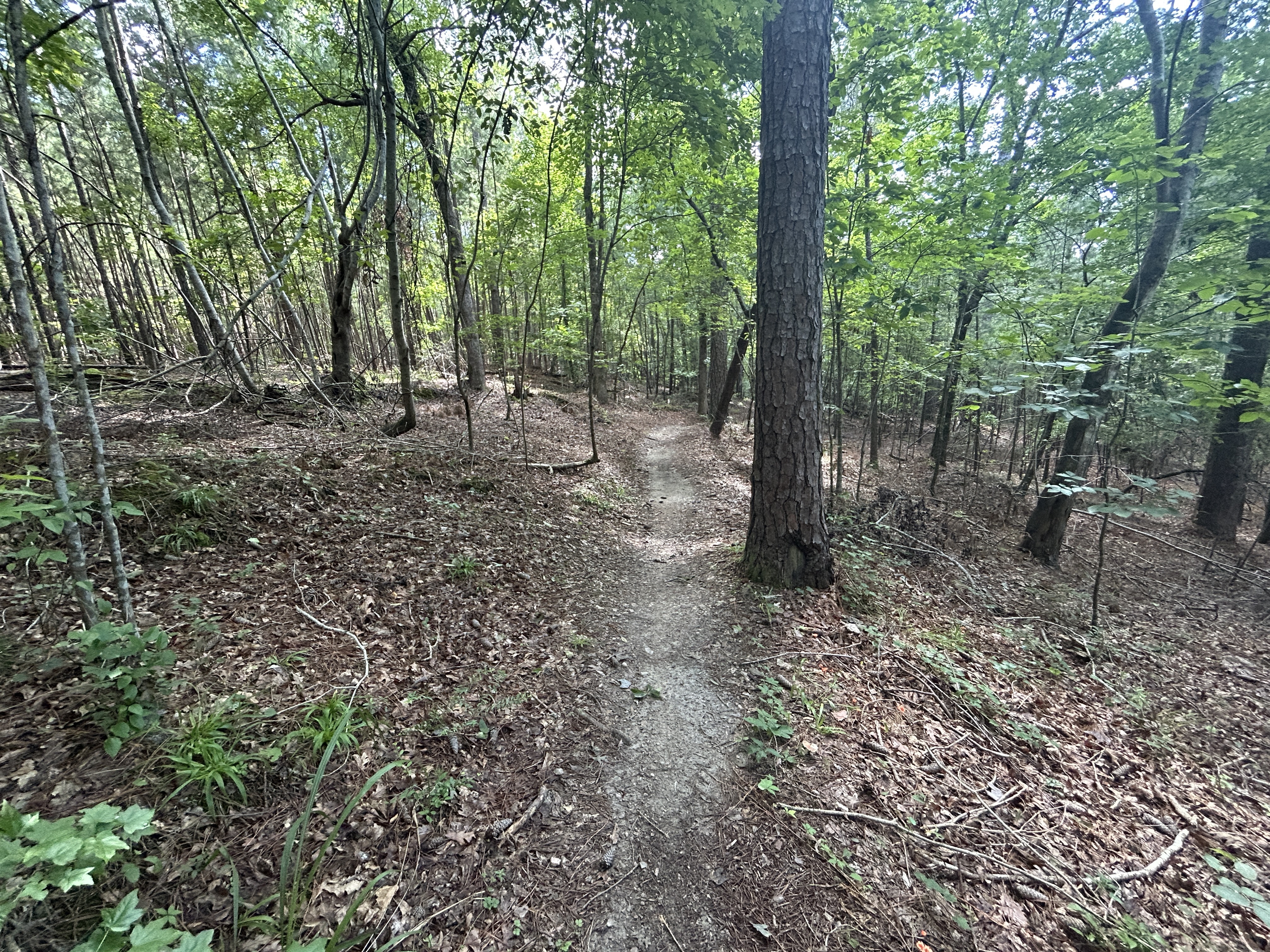 Photo 7 of the Bikemap route "Broad River Rd, Columbia to Broad River Rd, Columbia"