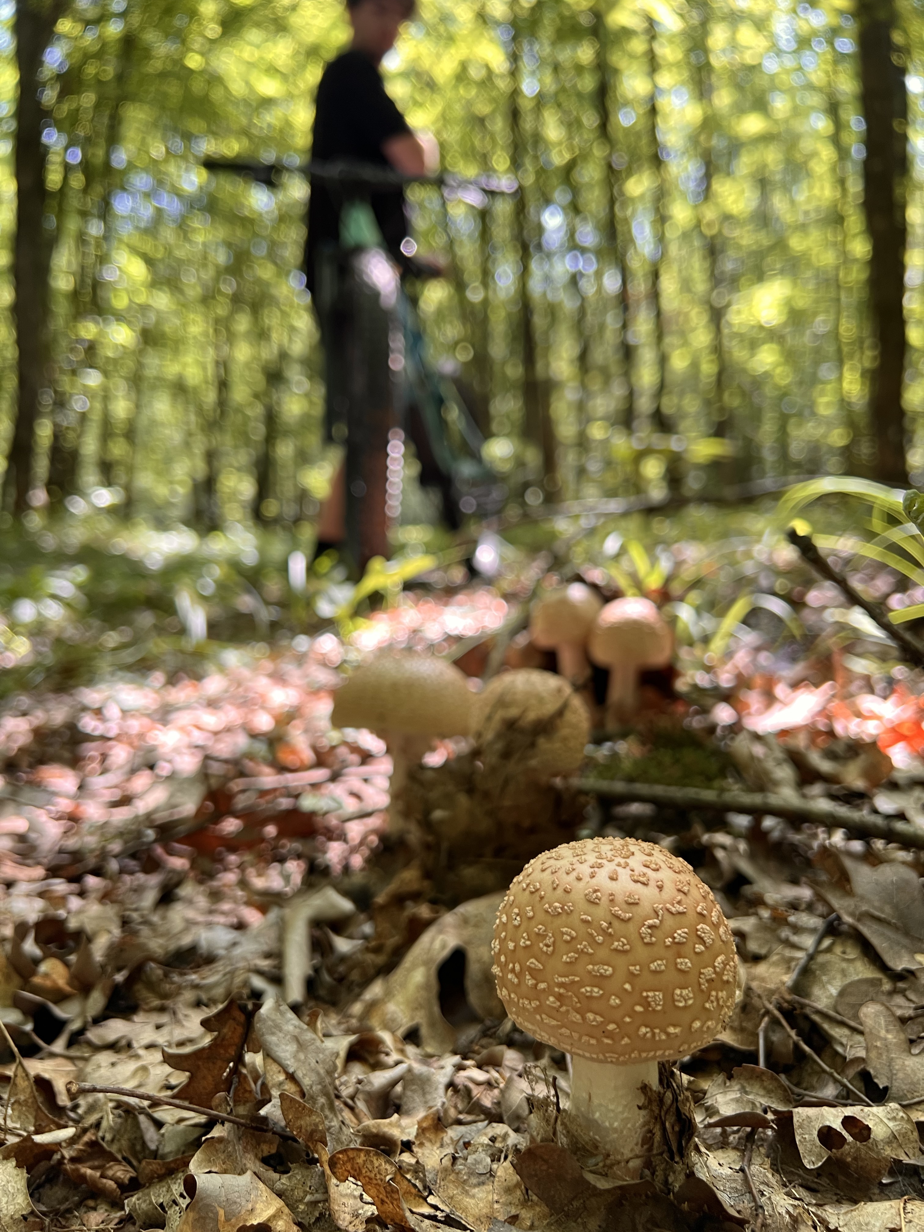 MTB Bordeni Foisor, Uleea, Ținutul Stejarior 15km