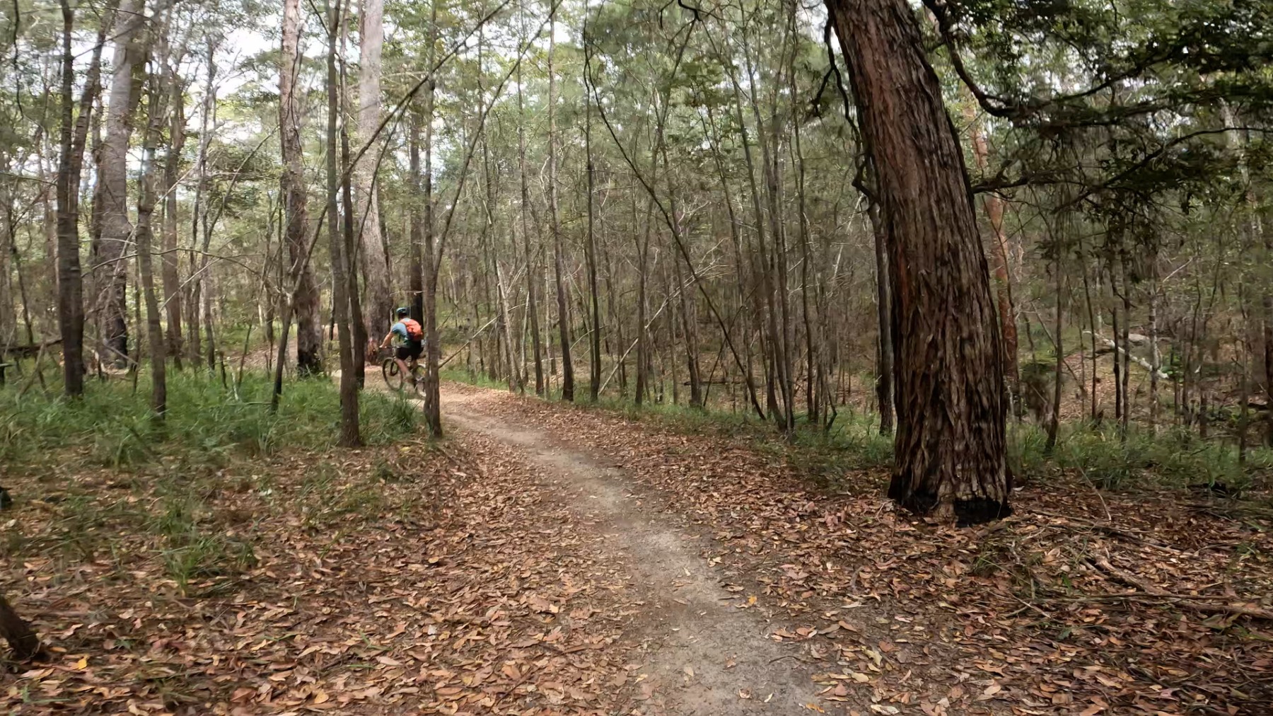 Cooroora MTB Trail Pomona