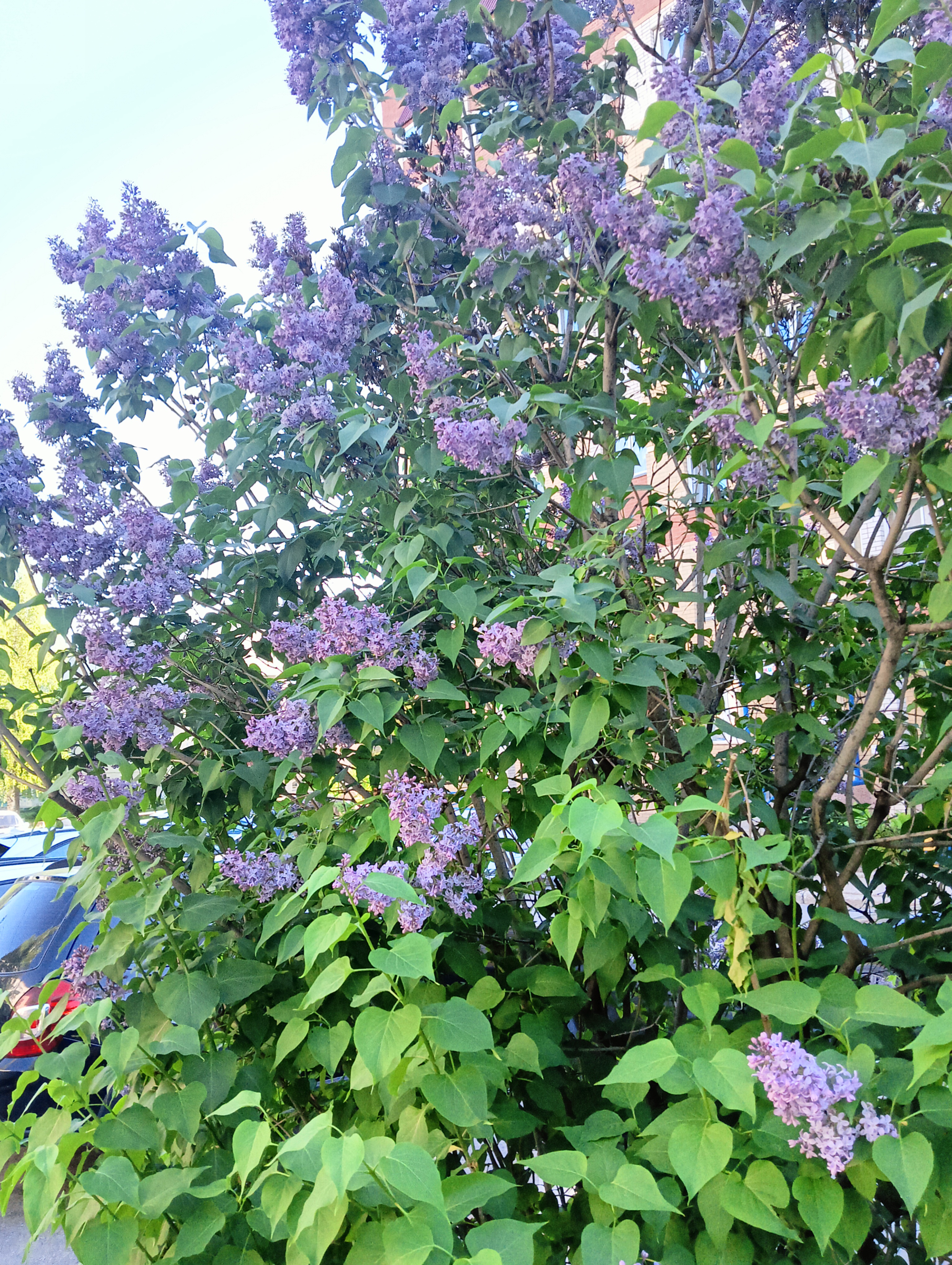 От Верхосунская улица до переулок Крайний