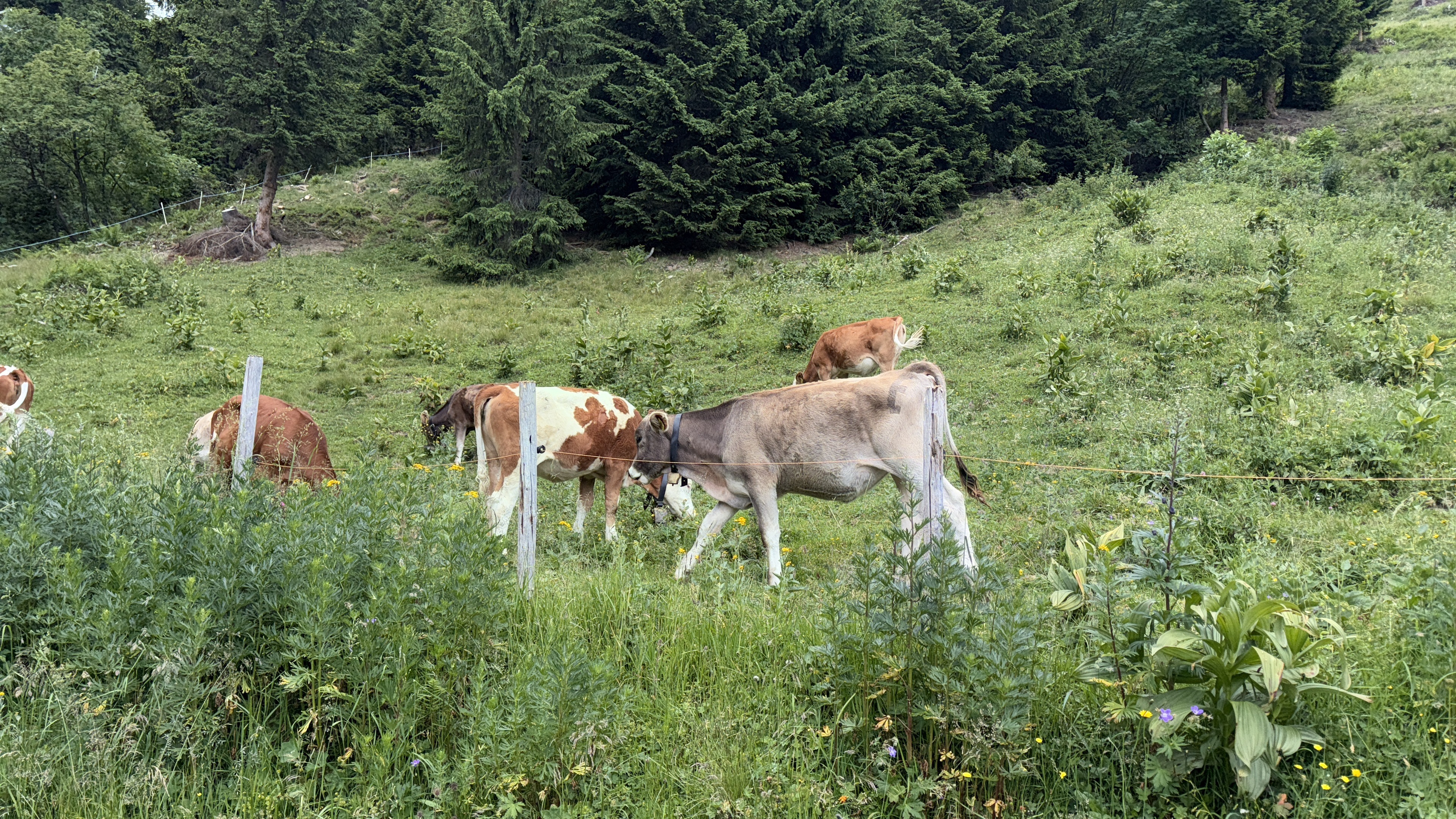 Walmendingerhorn, Mittelberg až Mösleweg, Mittelberg