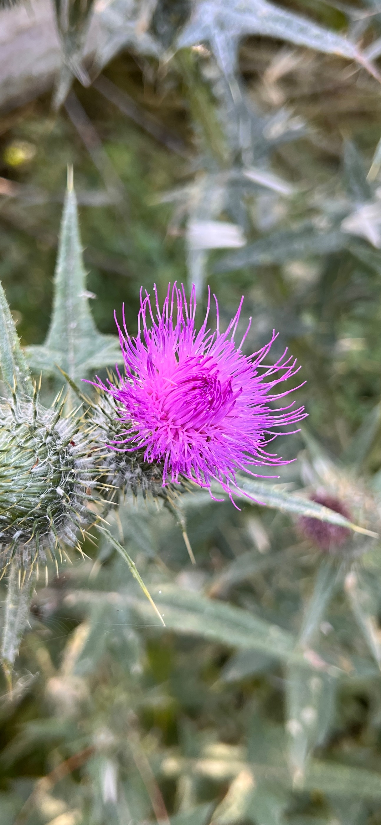 Circular Landéda