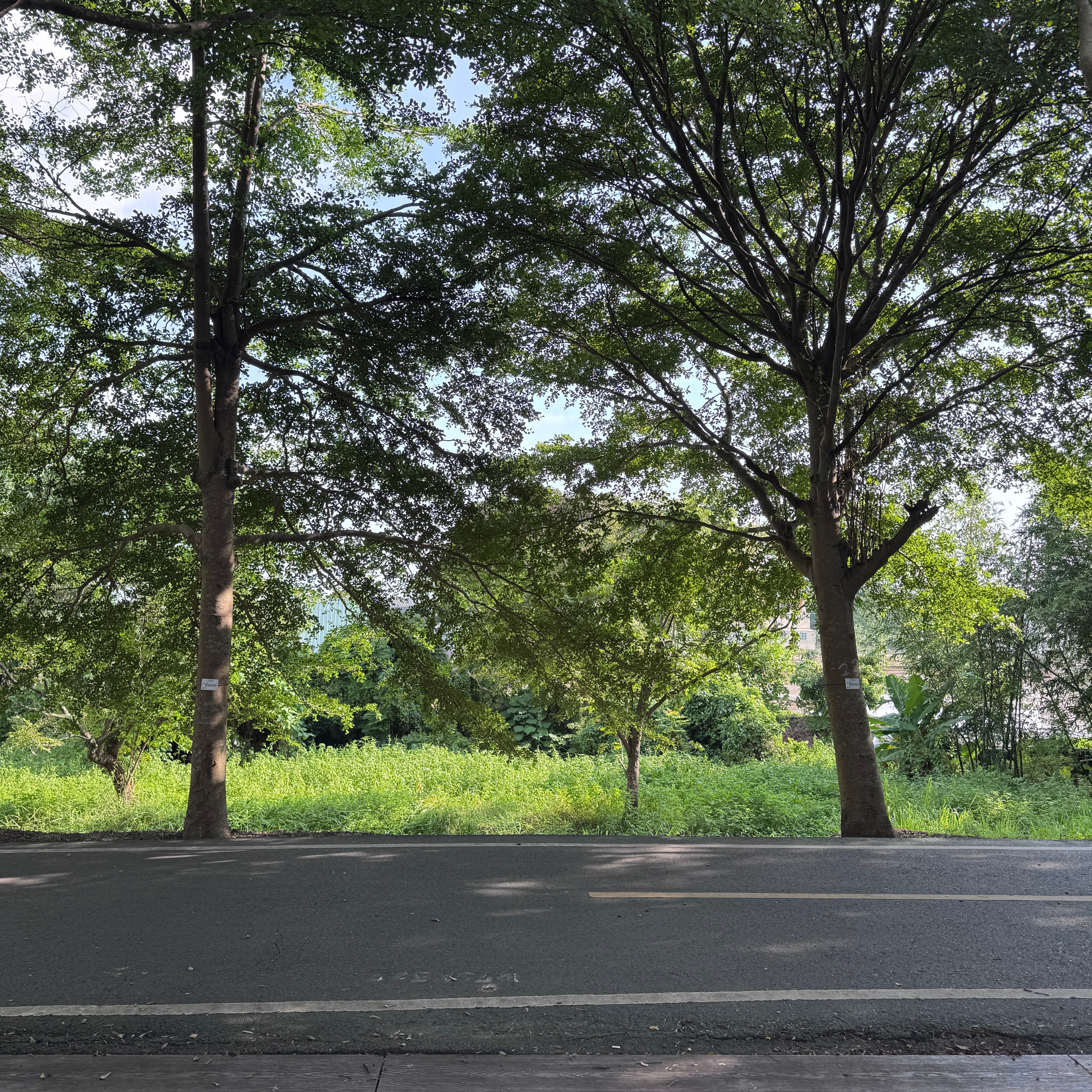 20250806 六寶公園 after 2mths of rain