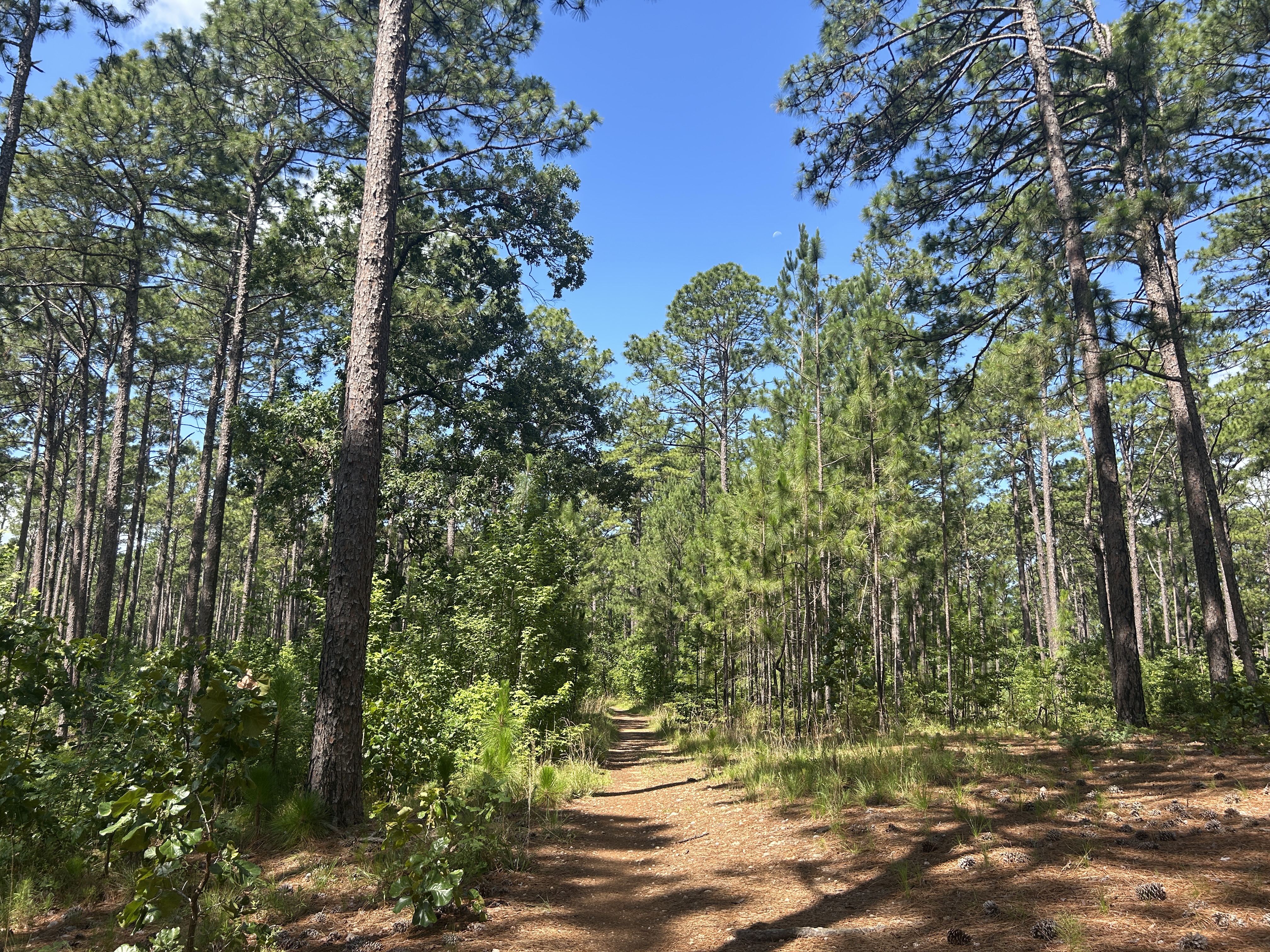 Broad River Rd, Columbia to Broad River Rd, Columbia