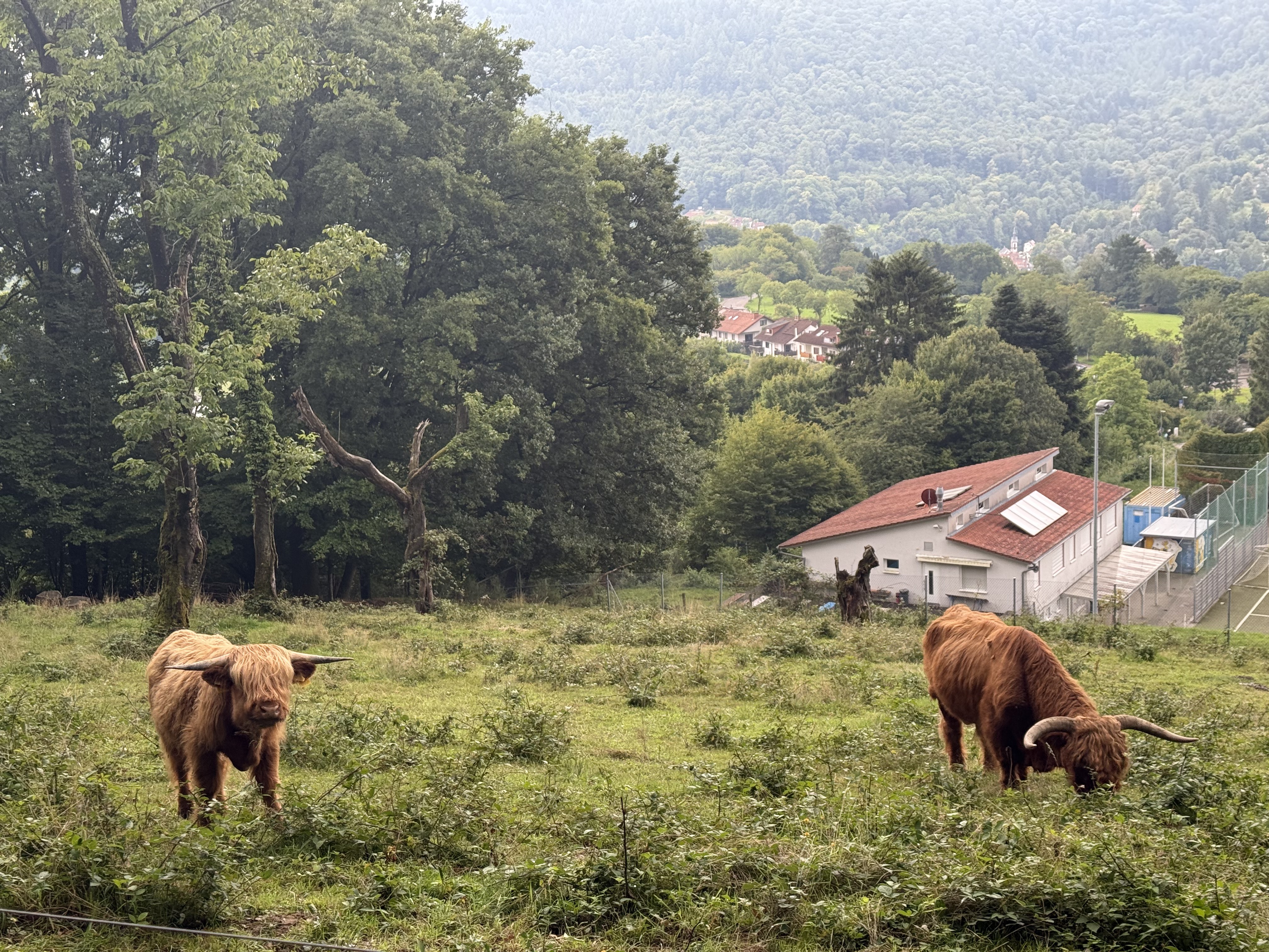 Photo 7 of the Bikemap route "Kurfürsten-Anlage, Heidelberg to Kurfürsten-Anlage, Heidelberg"