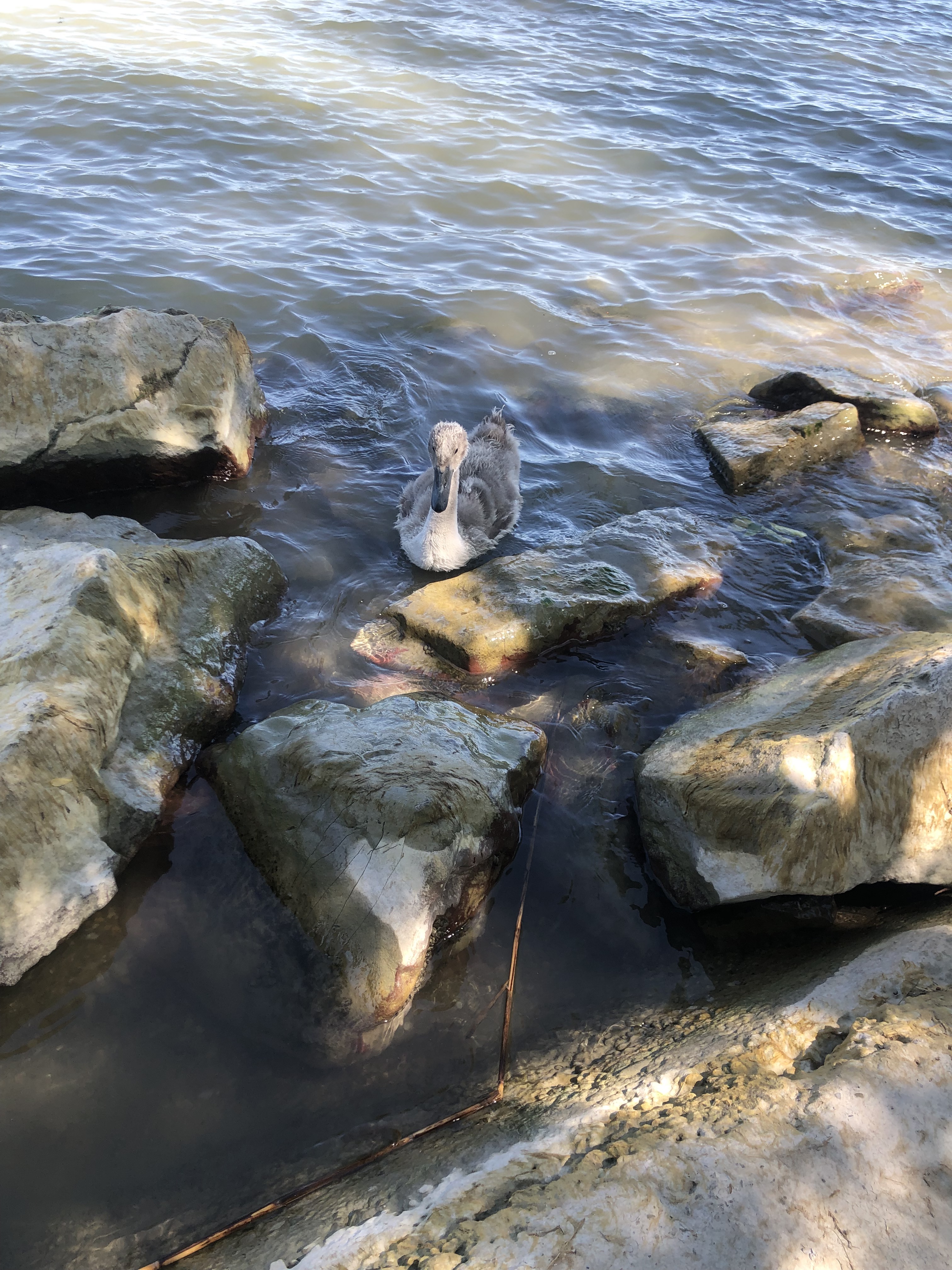 Tapolcai út, Keszthely - Radnóti Miklós utca, Balatonszárszó