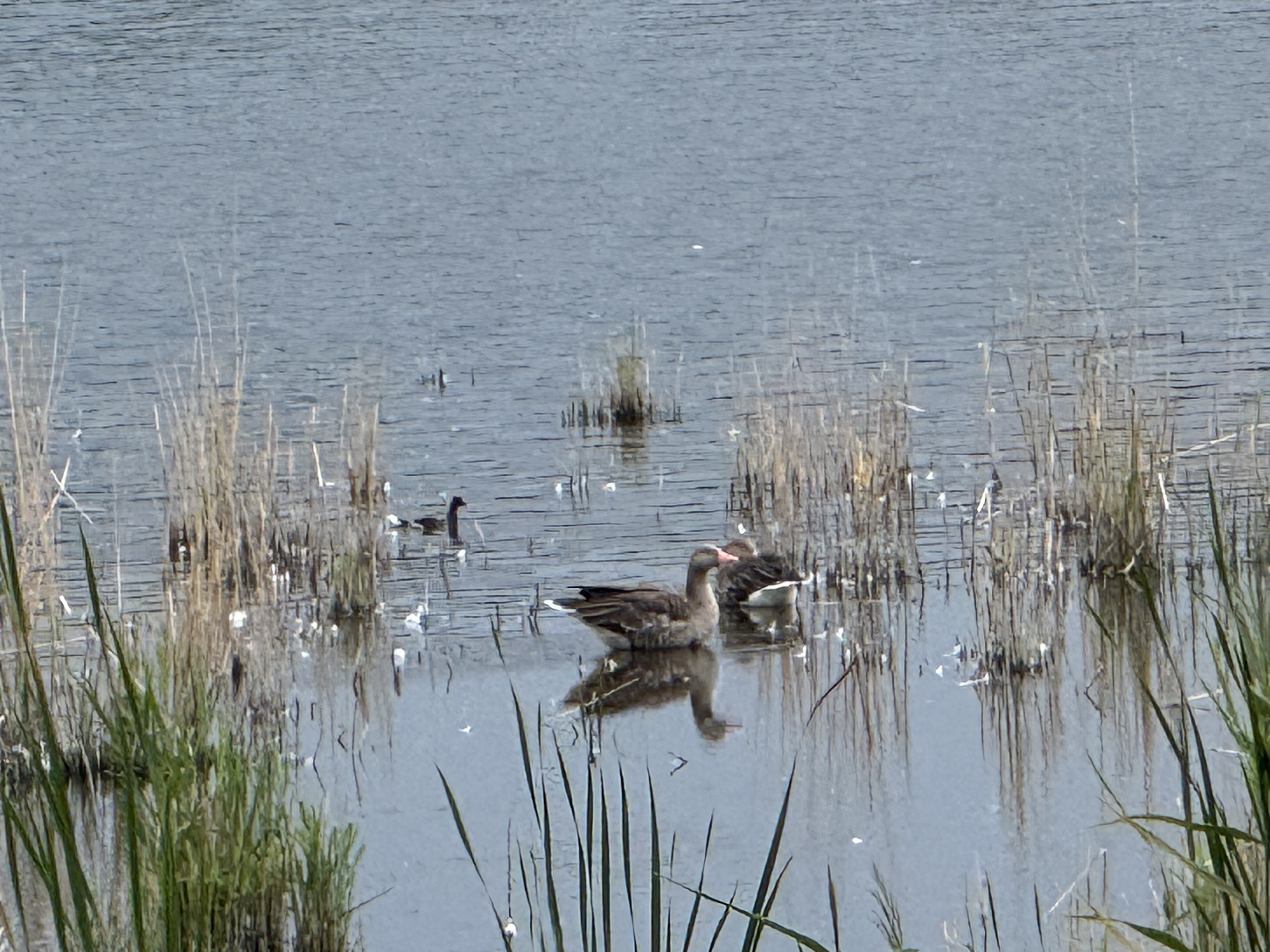 Foto 8 de la ruta de Bikemap "Imkerweg, Rechlin nach Mittelstraße, Rechlin"