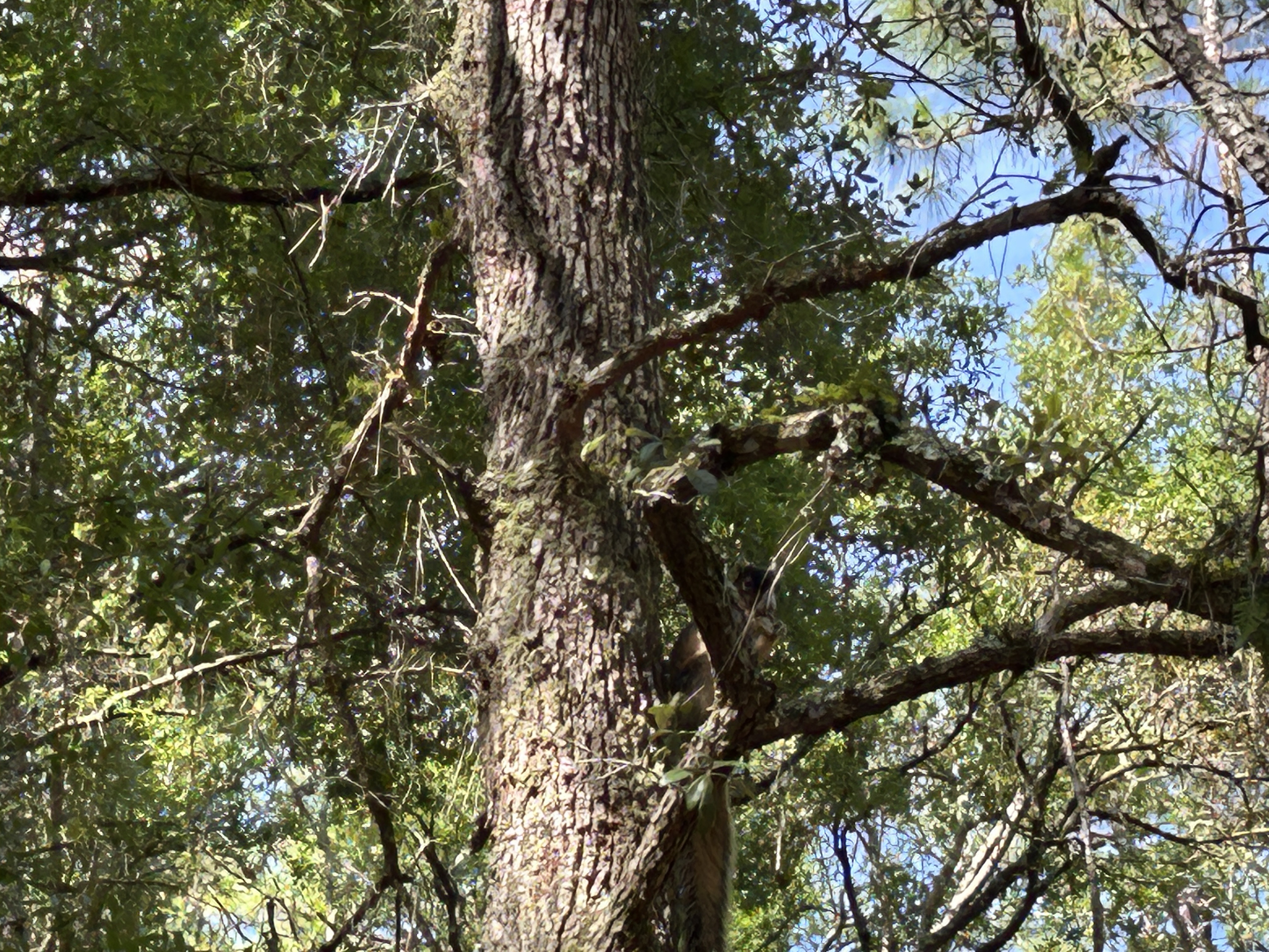 Withlacoochee State Trail, Brooksville to Withlacoochee State Trail, Brooksville