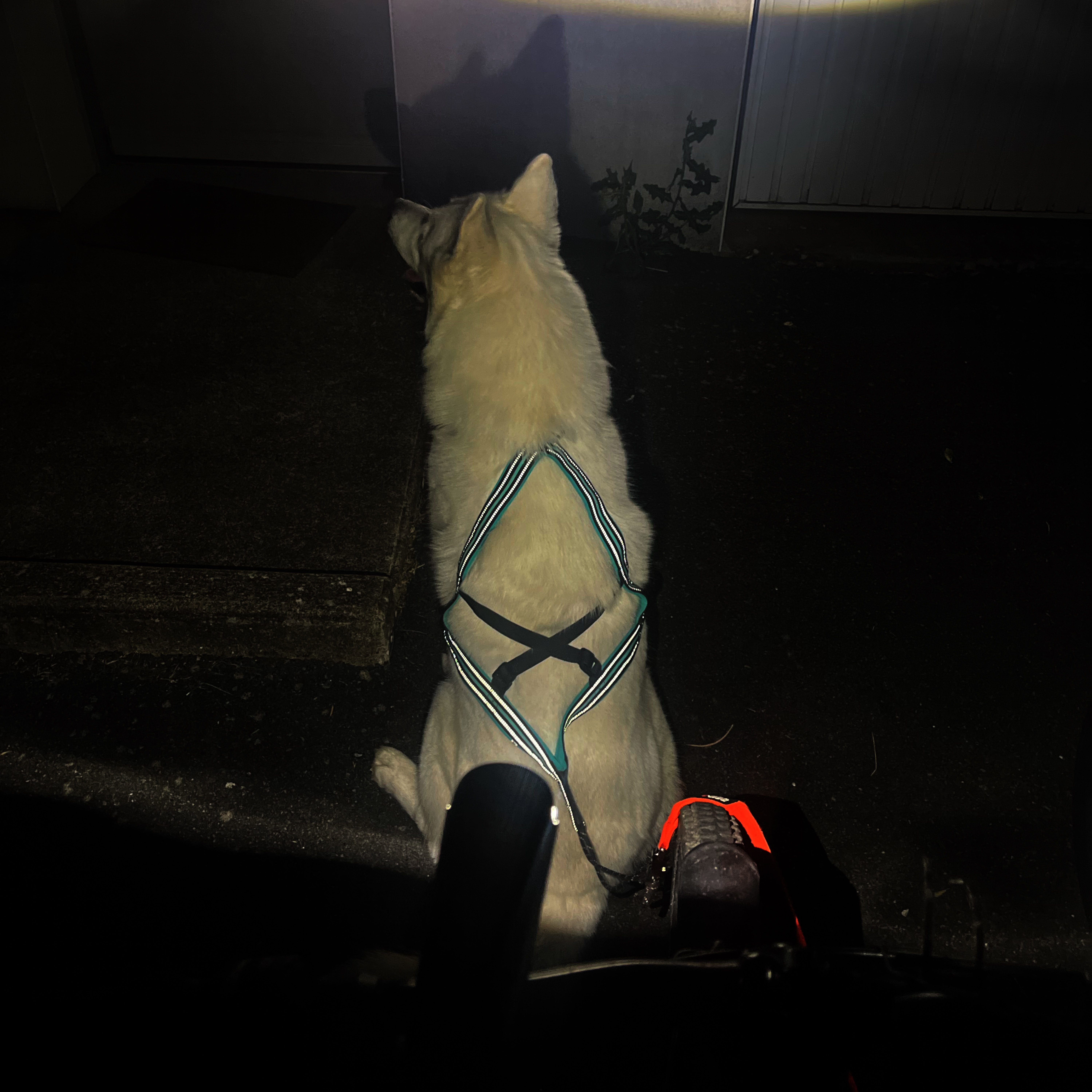 Cani-VTT nuit 24/06/25
