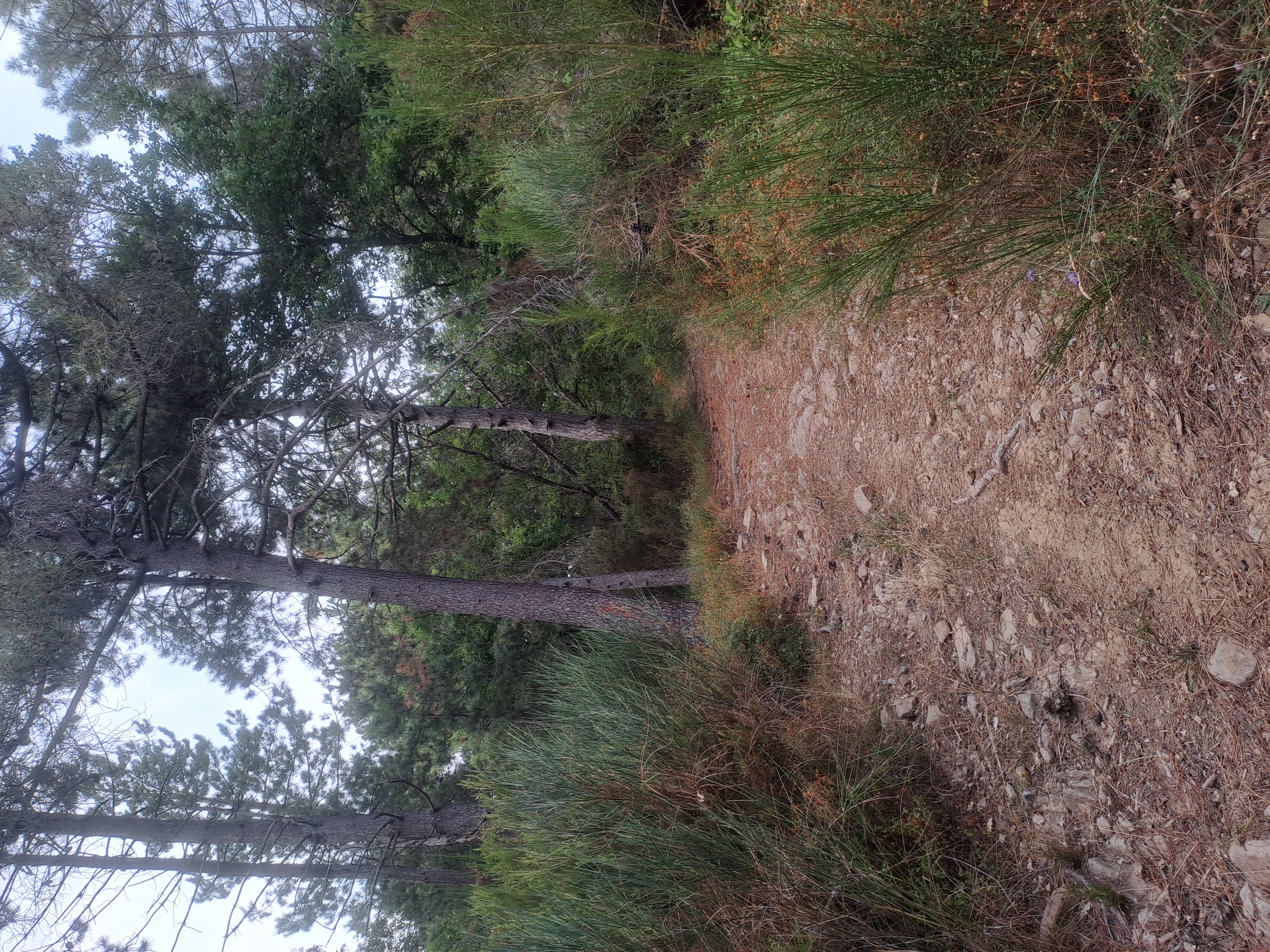 Sassaiola sotto Lucolena