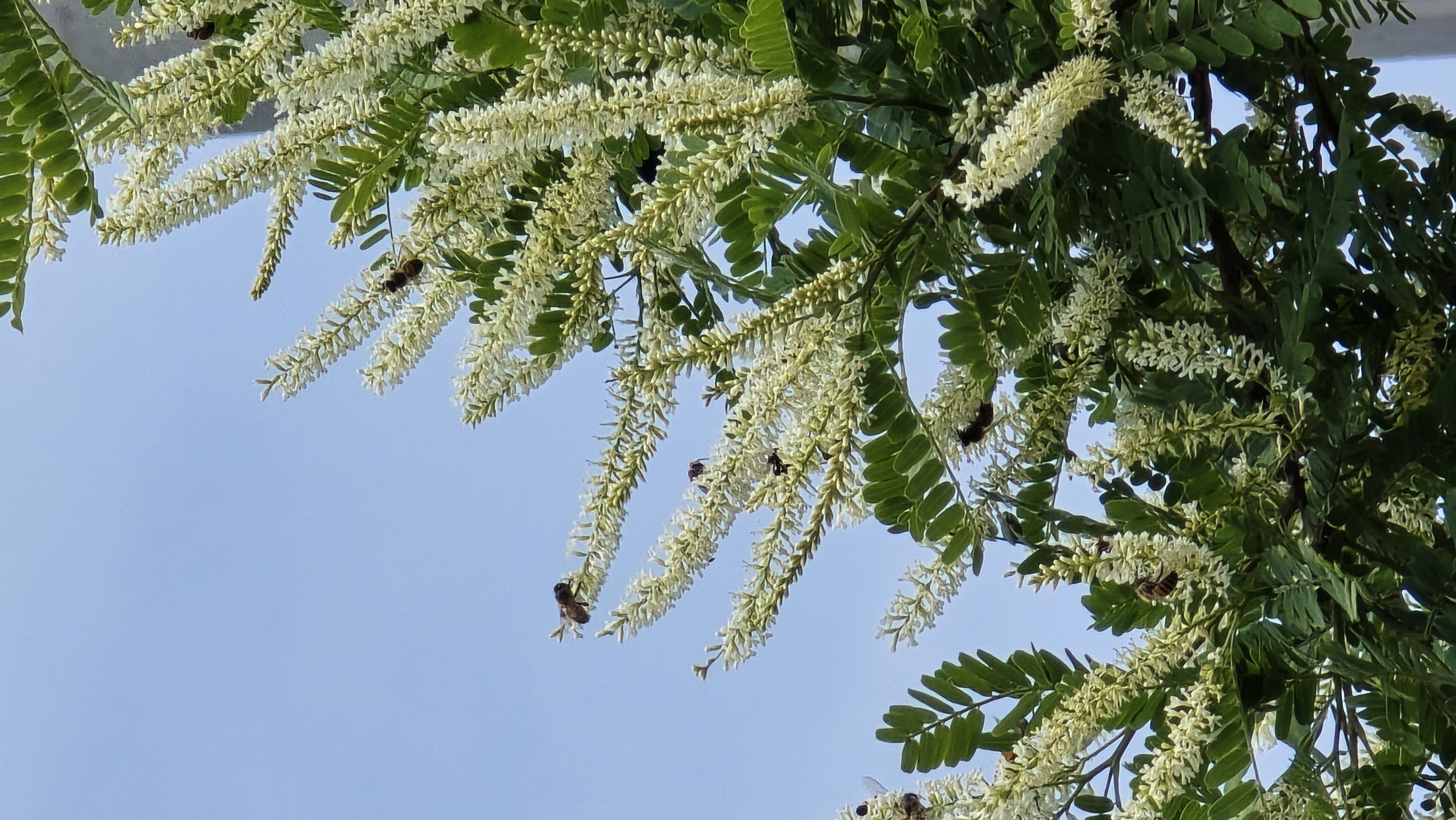 De Ricardo Flores Magón a Otilio Montaño