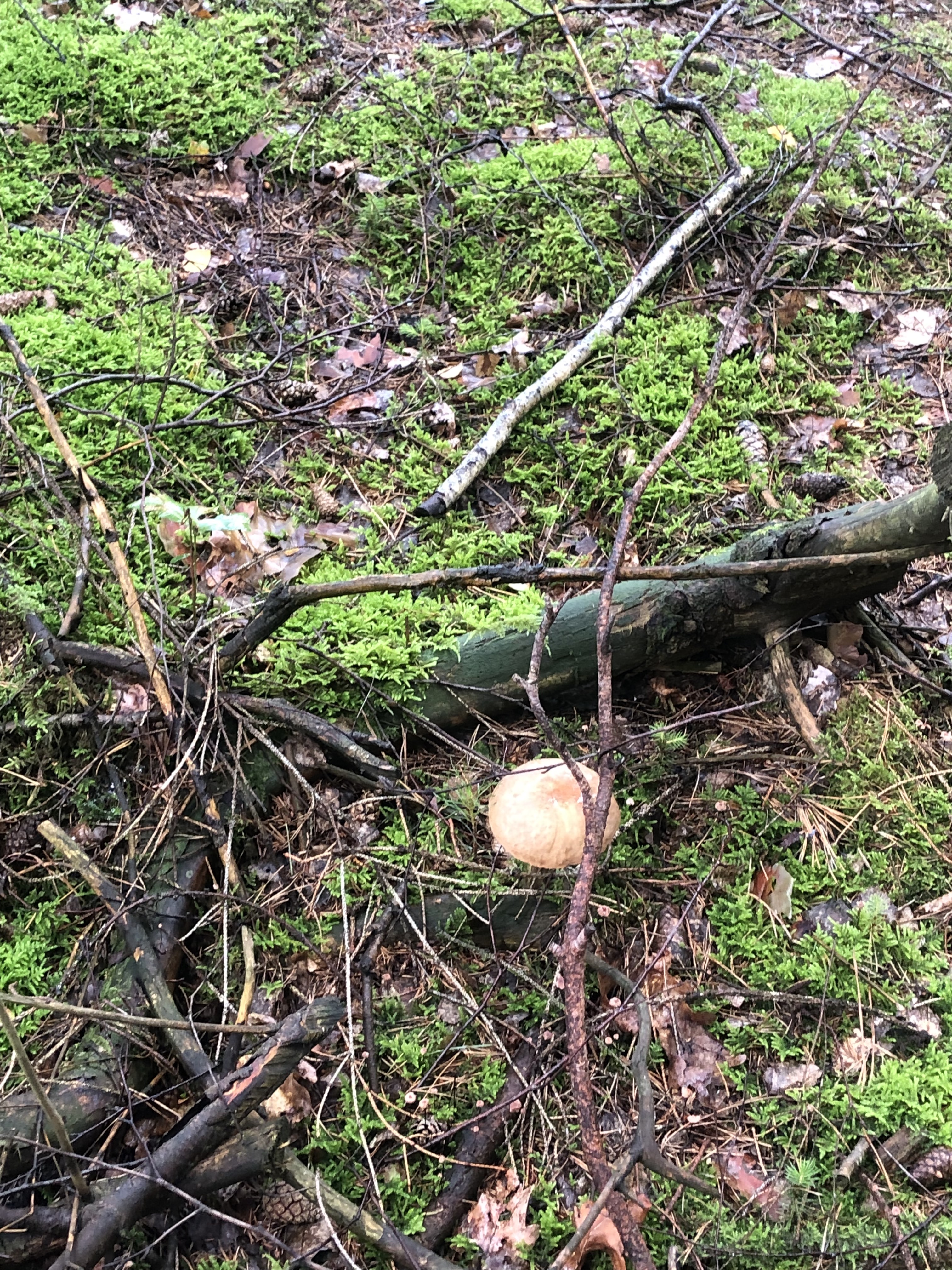 Adama Mickiewicza, Zawidów do Adama Mickiewicza, Zawidów