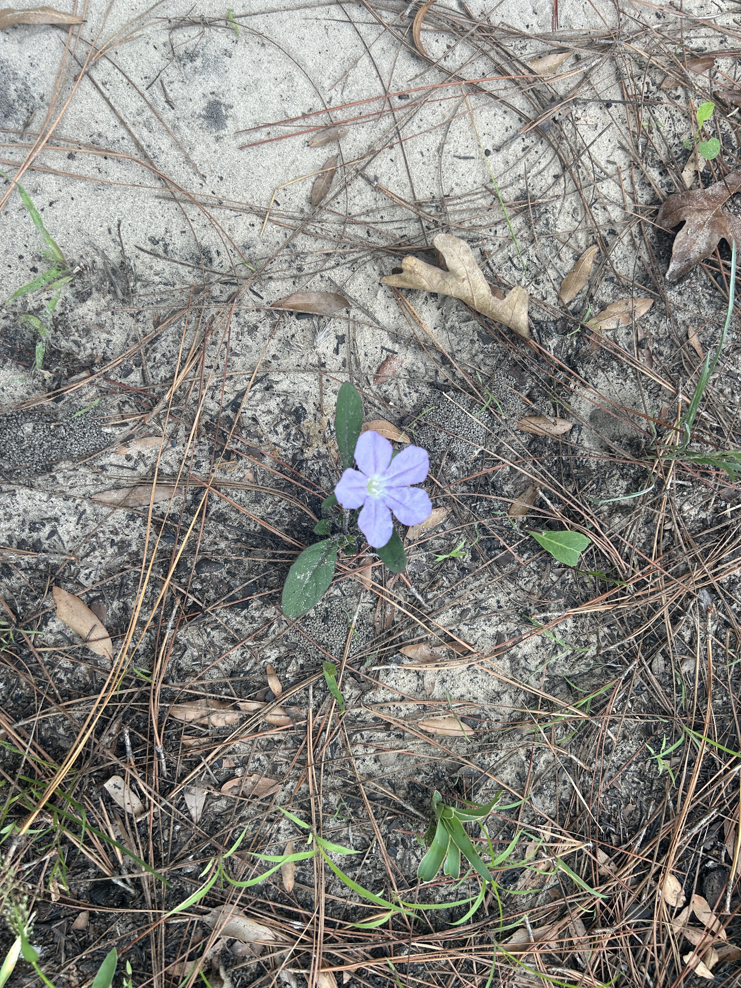 Croom Rital Rd, Brooksville to Withlacoochee State Trail, Brooksville