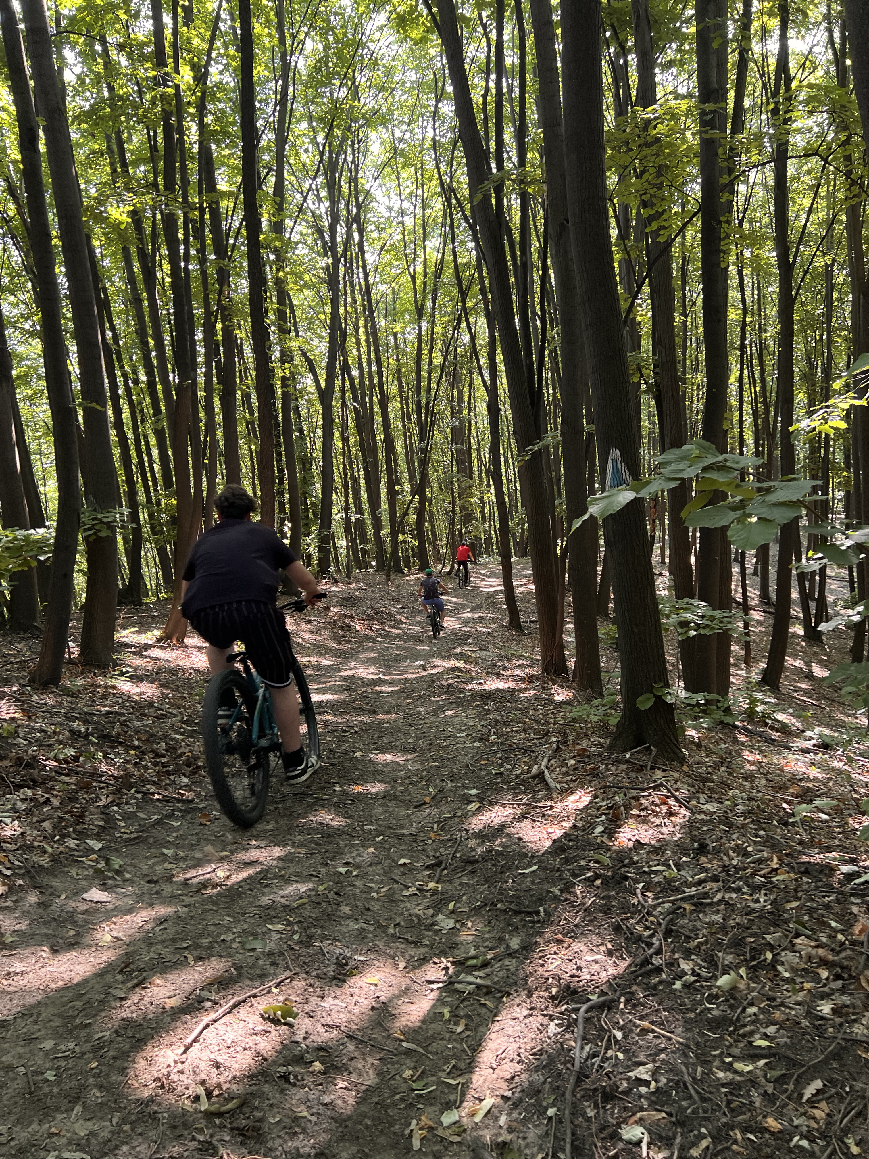 MTB Bordeni Foisor, Uleea, Ținutul Stejarior 15km