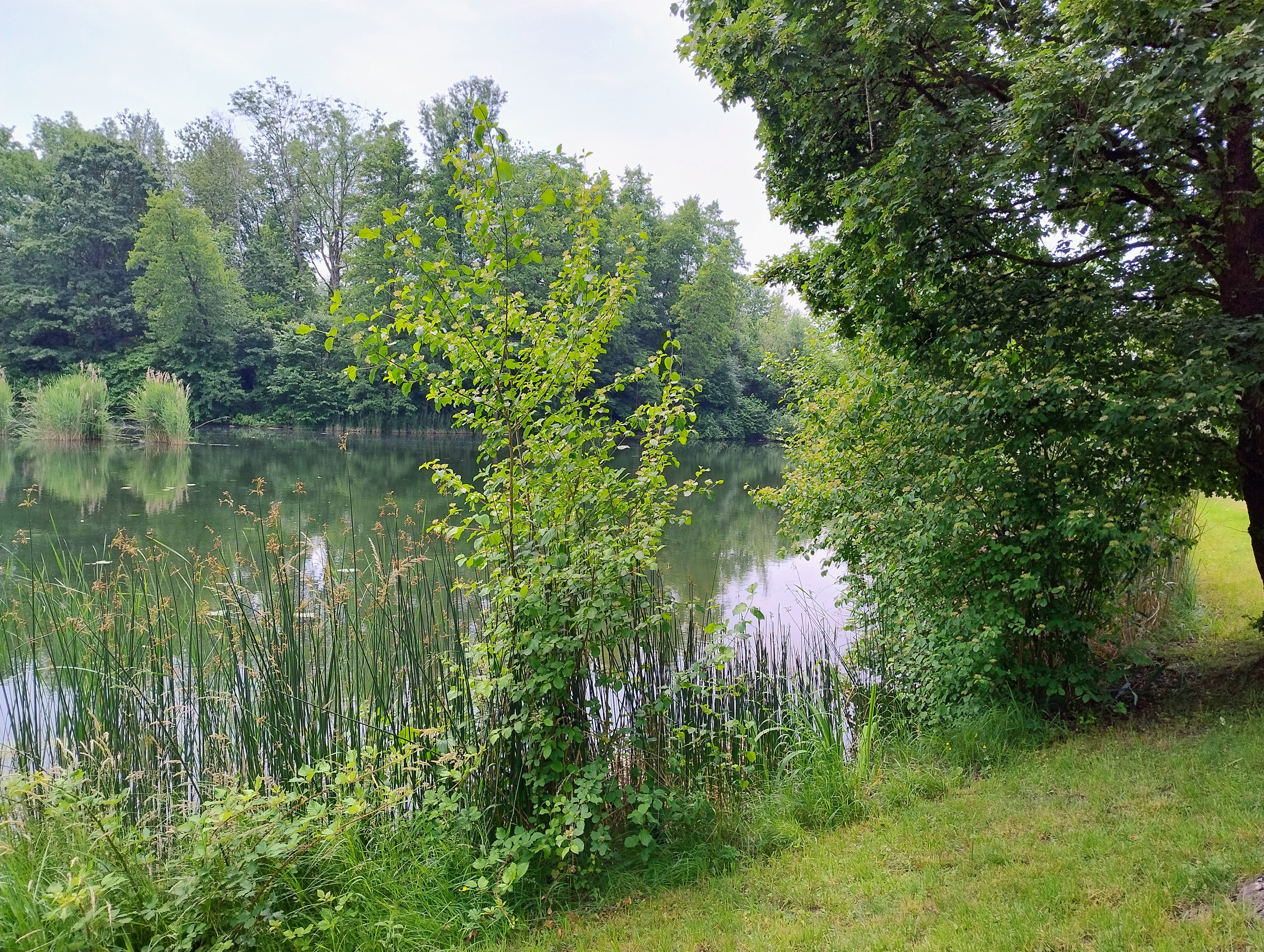 43km Wollmarshöhe Waldburg Kongo Niemandsfreund
