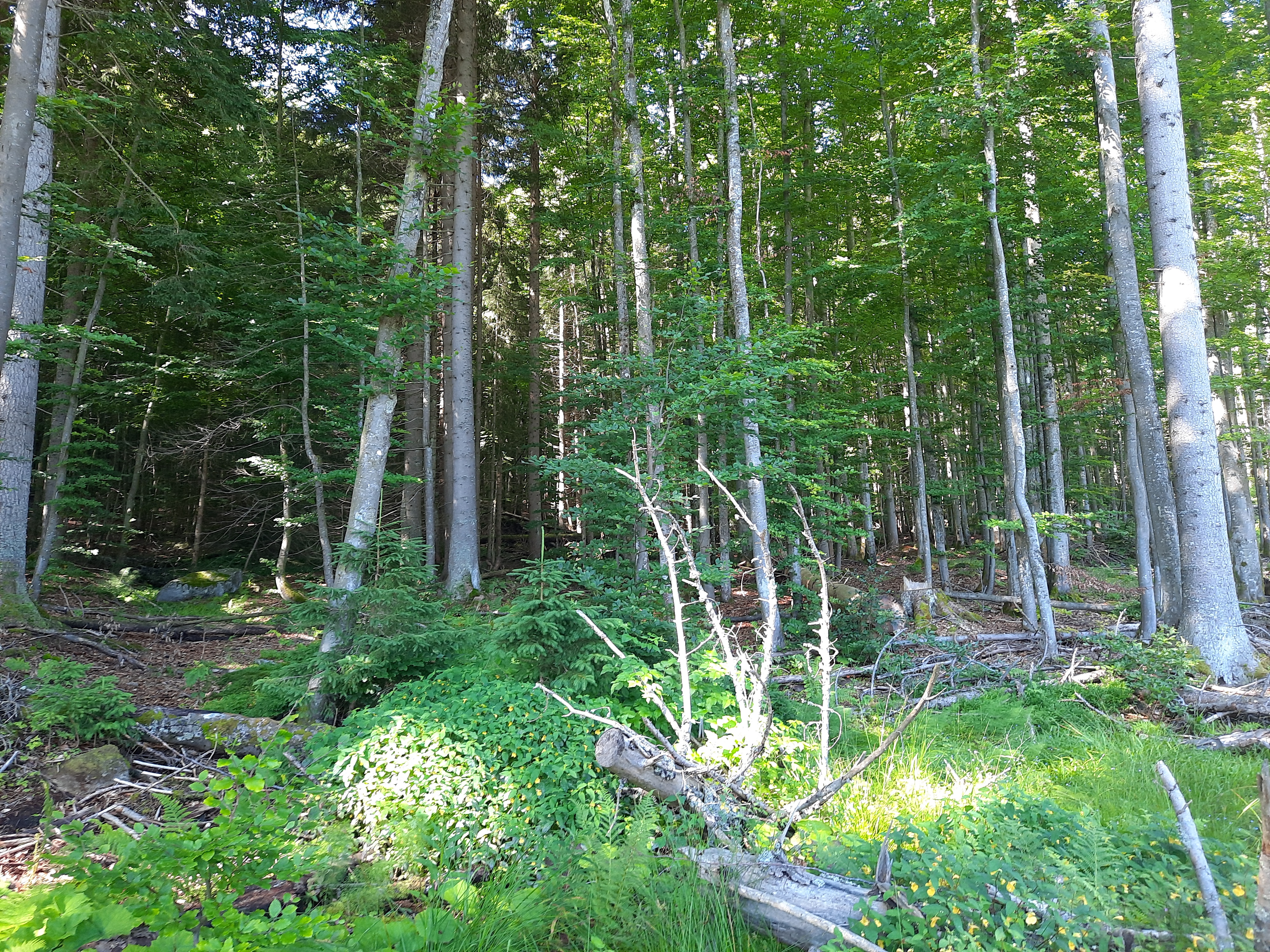 Plöckenstein-See-Runde