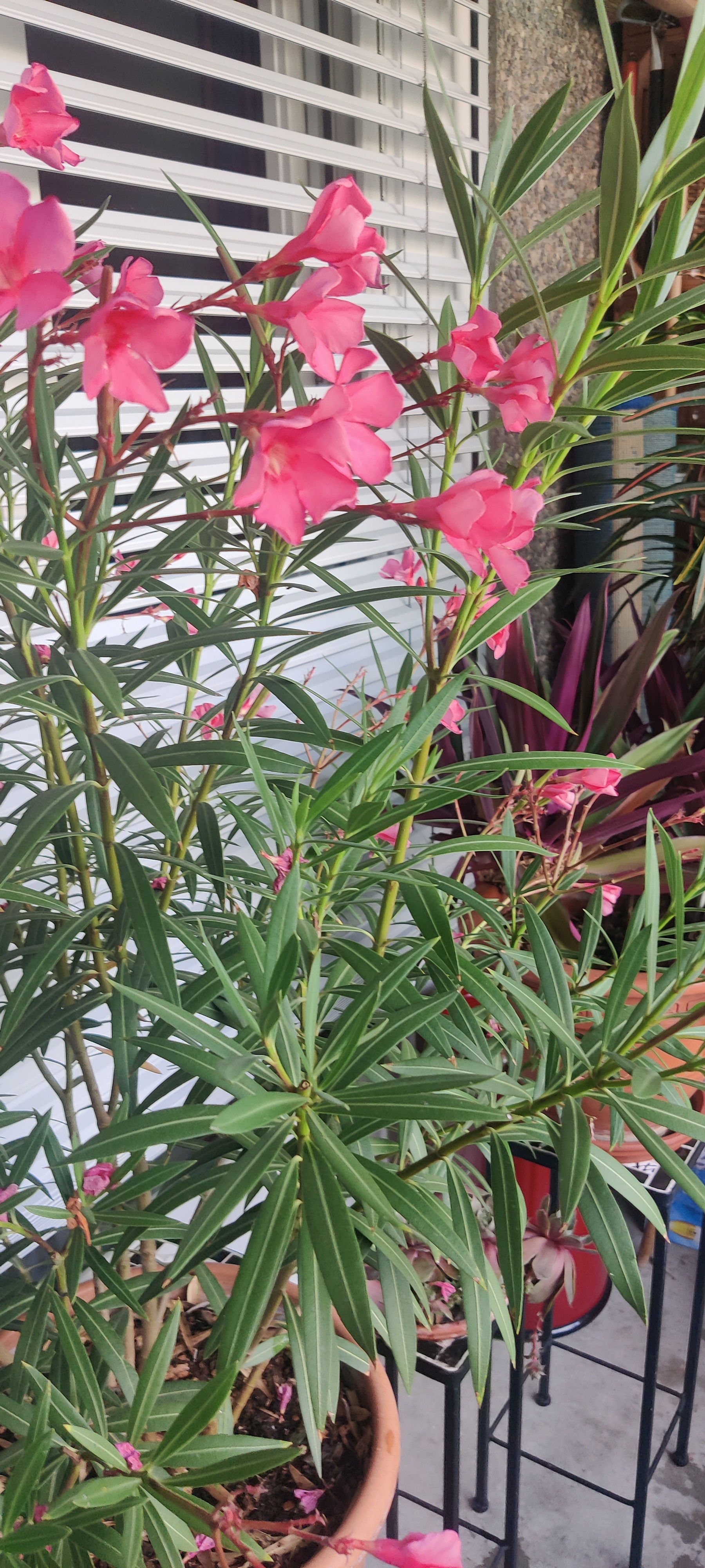 Alexander-Moser-Strasse nach Alexander-Moser-Strasse