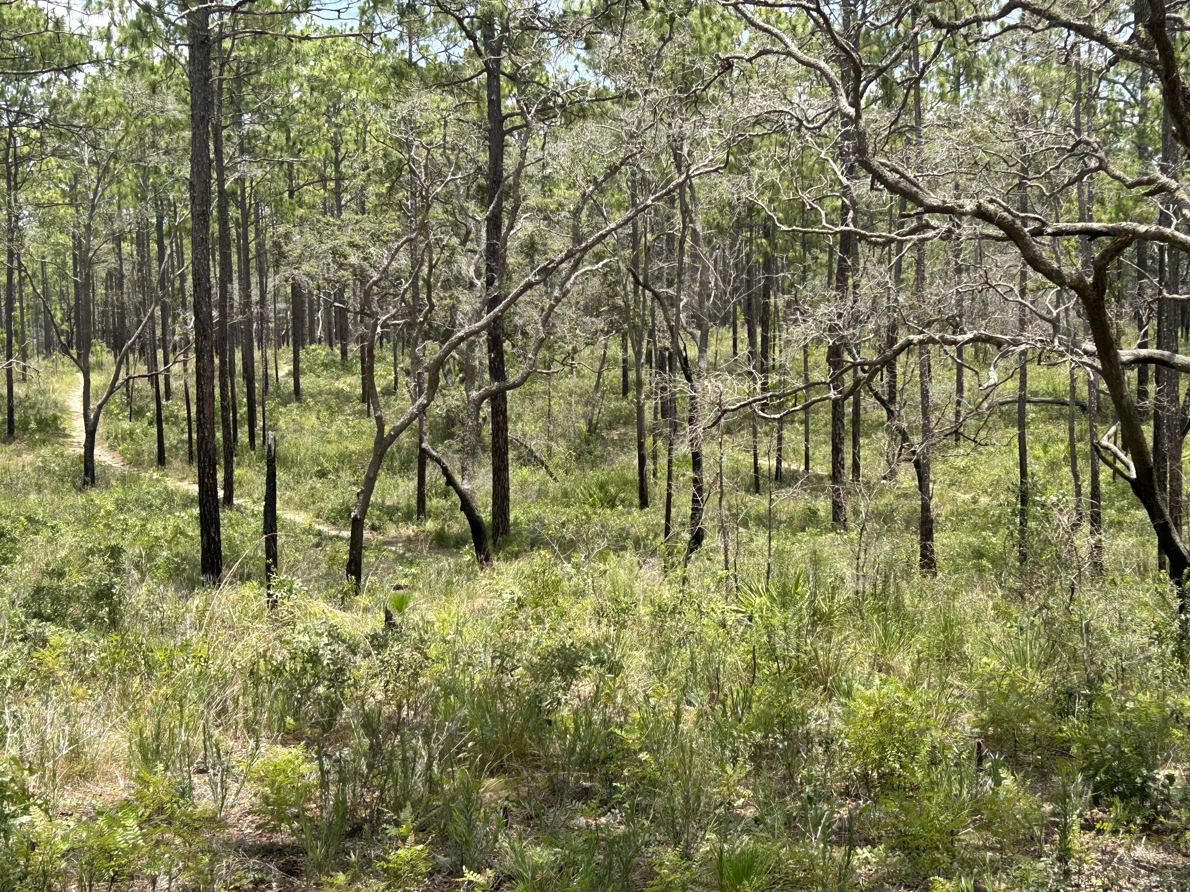 Photo 8 of the Bikemap route "Croom Rital Rd, Brooksville to Croom Rital Rd, Brooksville"