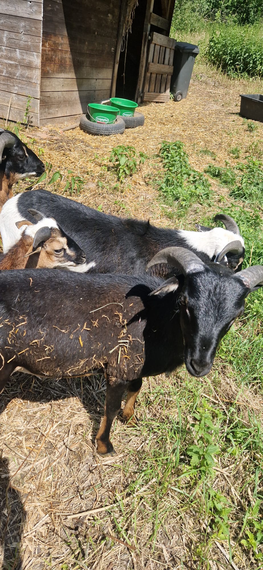 Mühlsteig, Biberwier nach Sameranger I, Nassereith