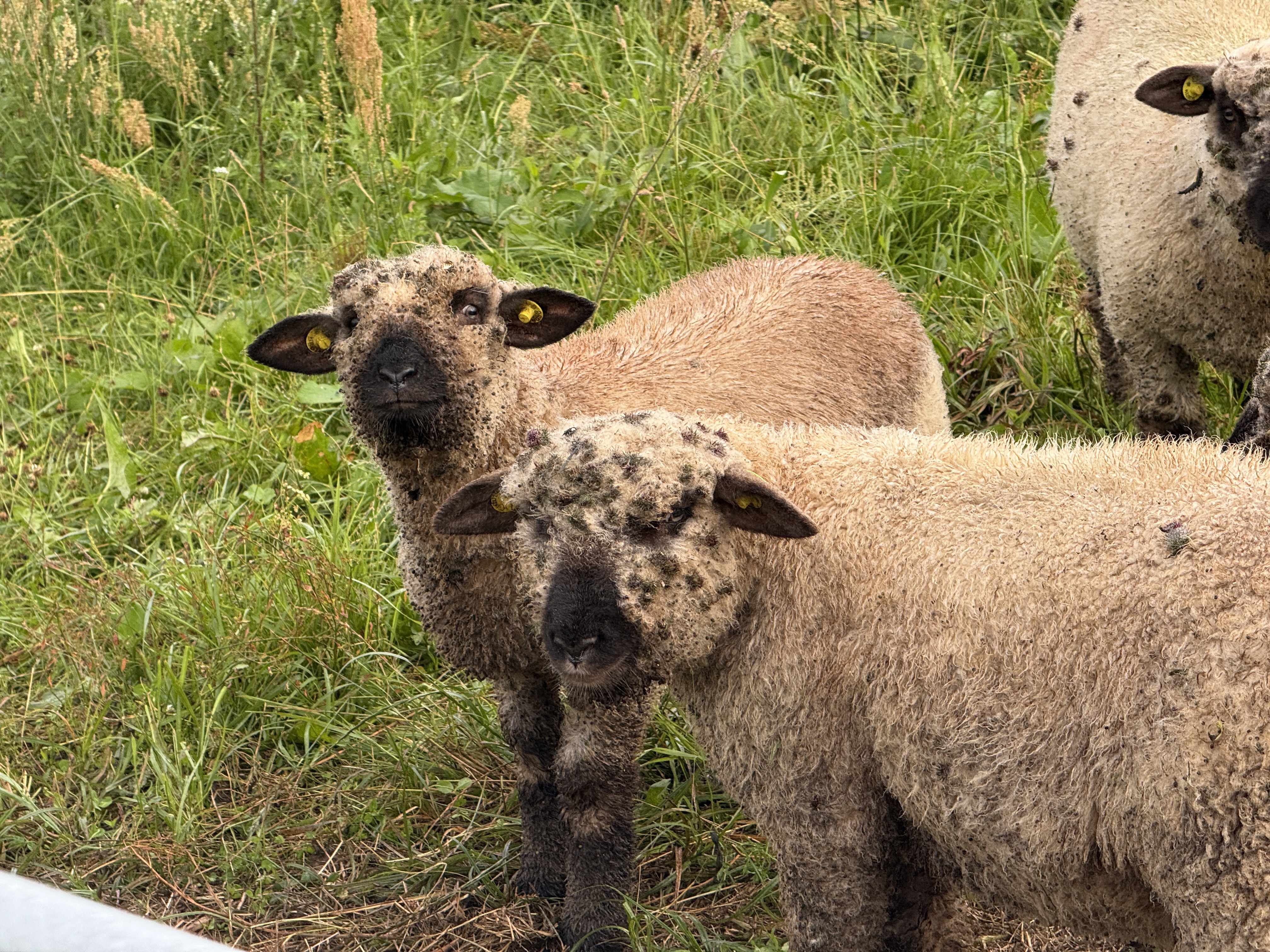 Digterparken, Ballerup to Viggo Barfoeds Allé, Ballerup