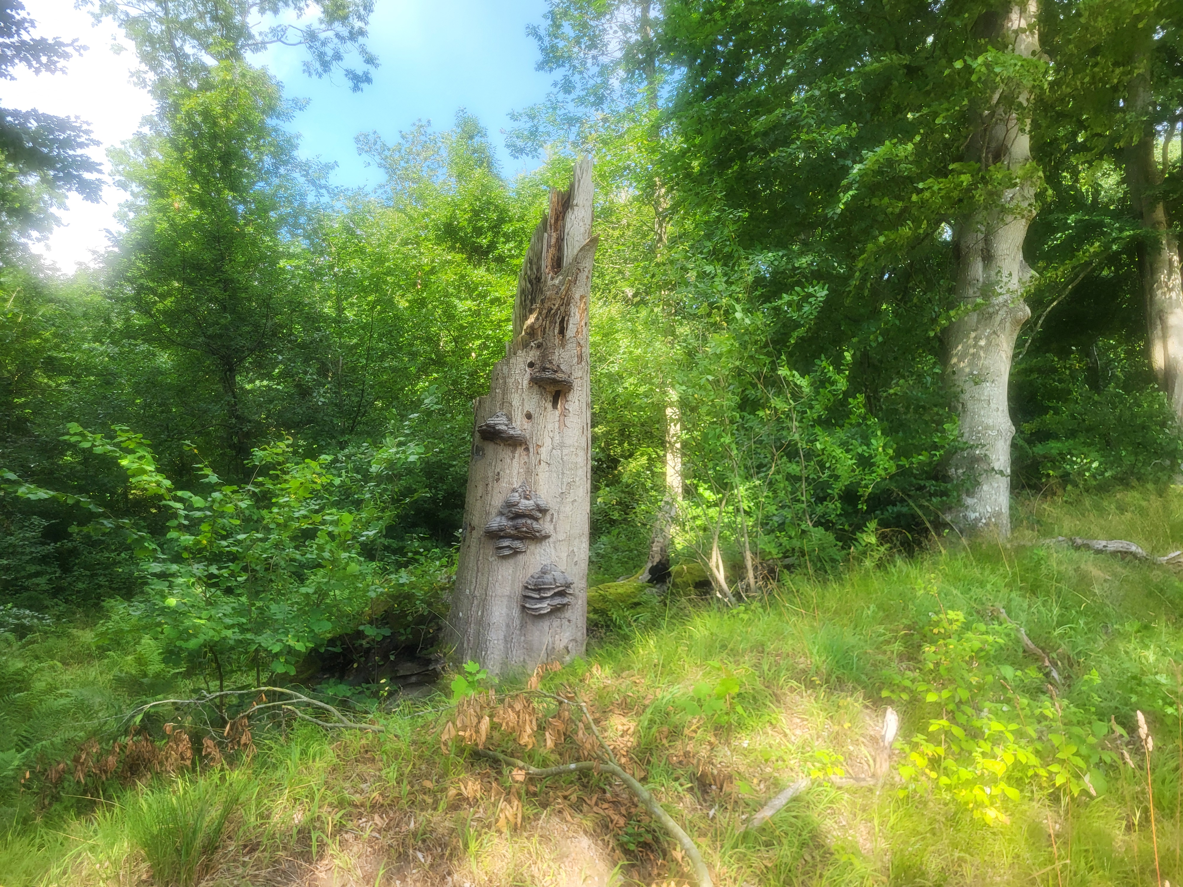 Løgstør to Skødstrup 18/7-25