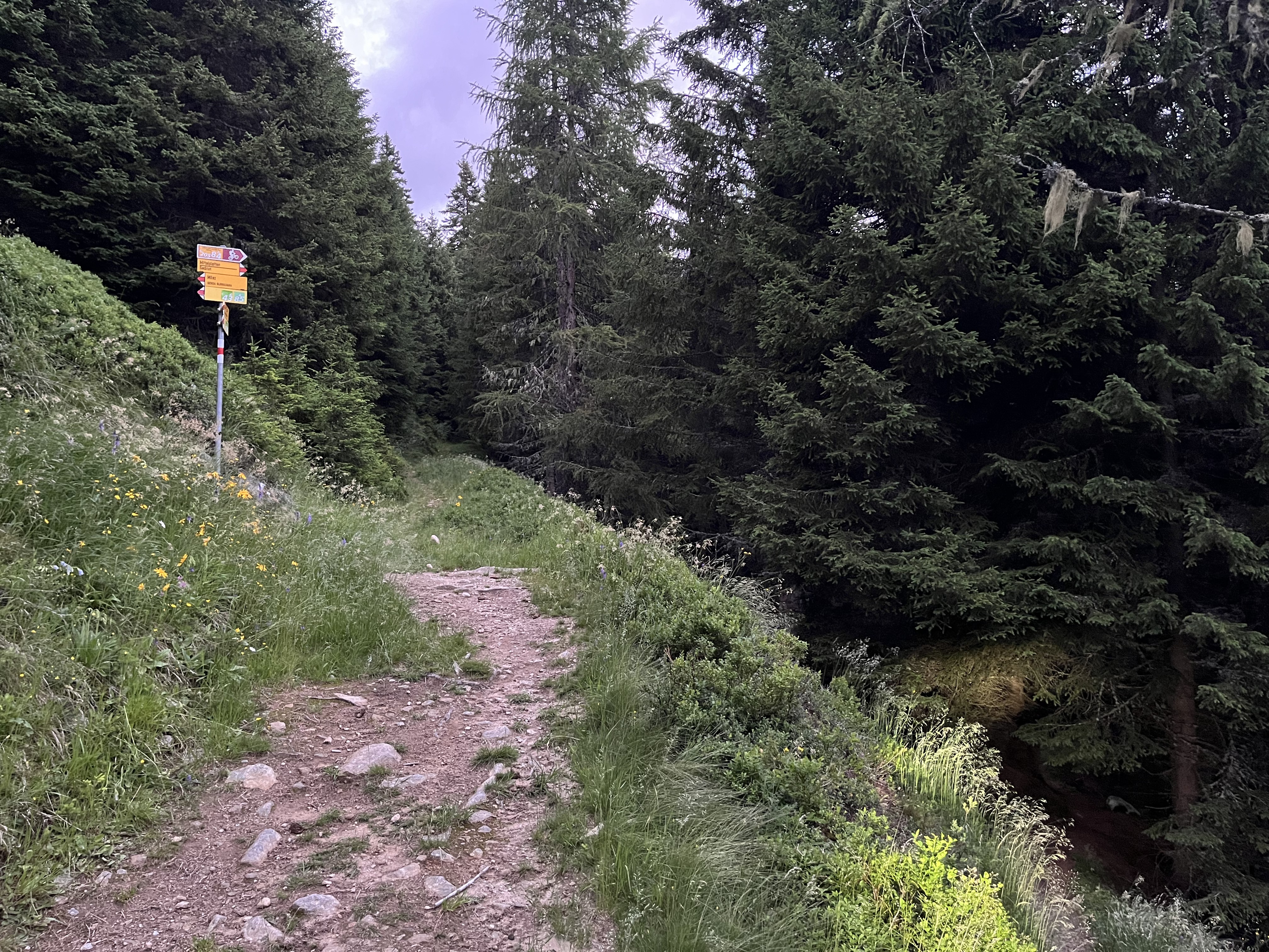 Oberalppass nach Sedrun,Oberalpbike Route 205/84