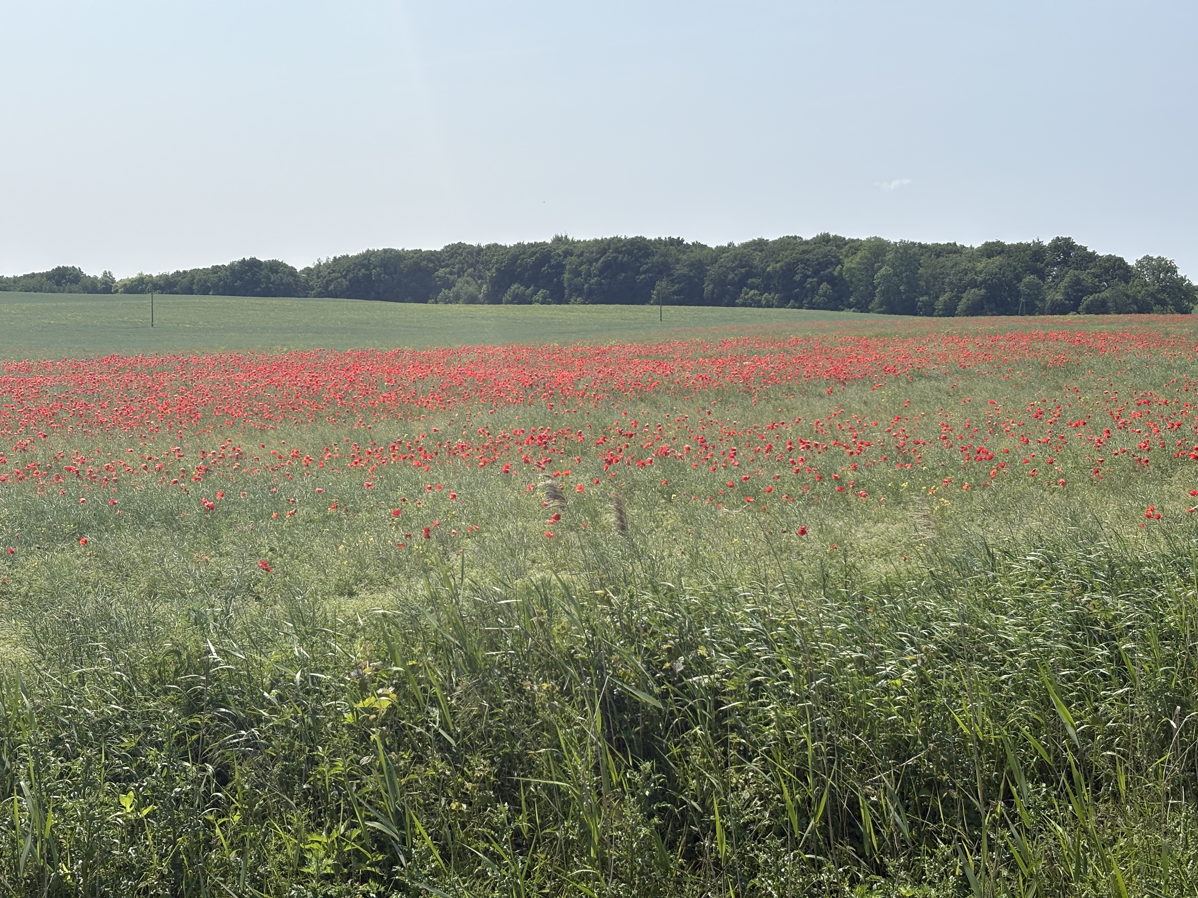 Ku Morzu, Wicie to Dąbki