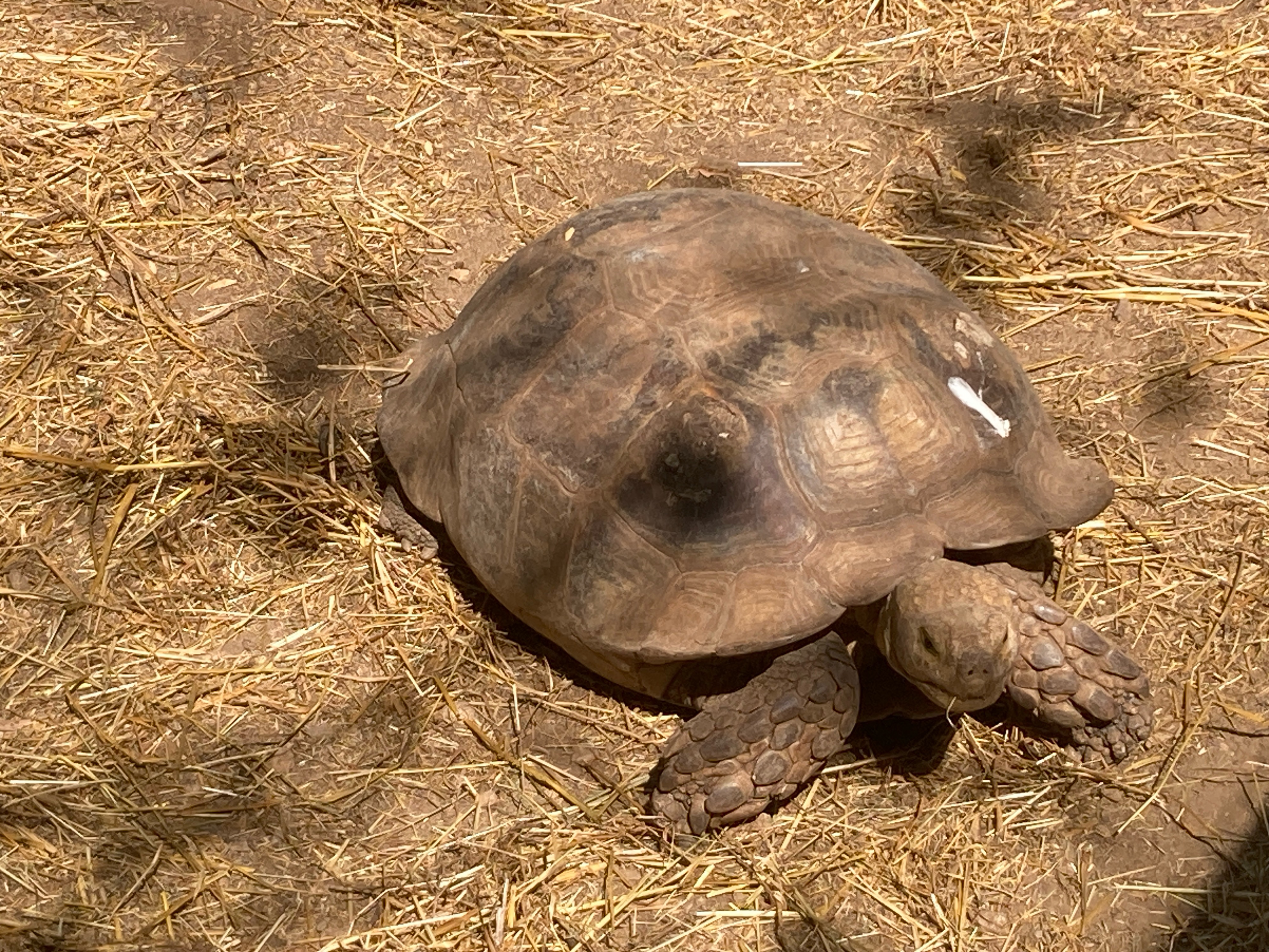 20250705 Pignans - Carnoules - Pignans