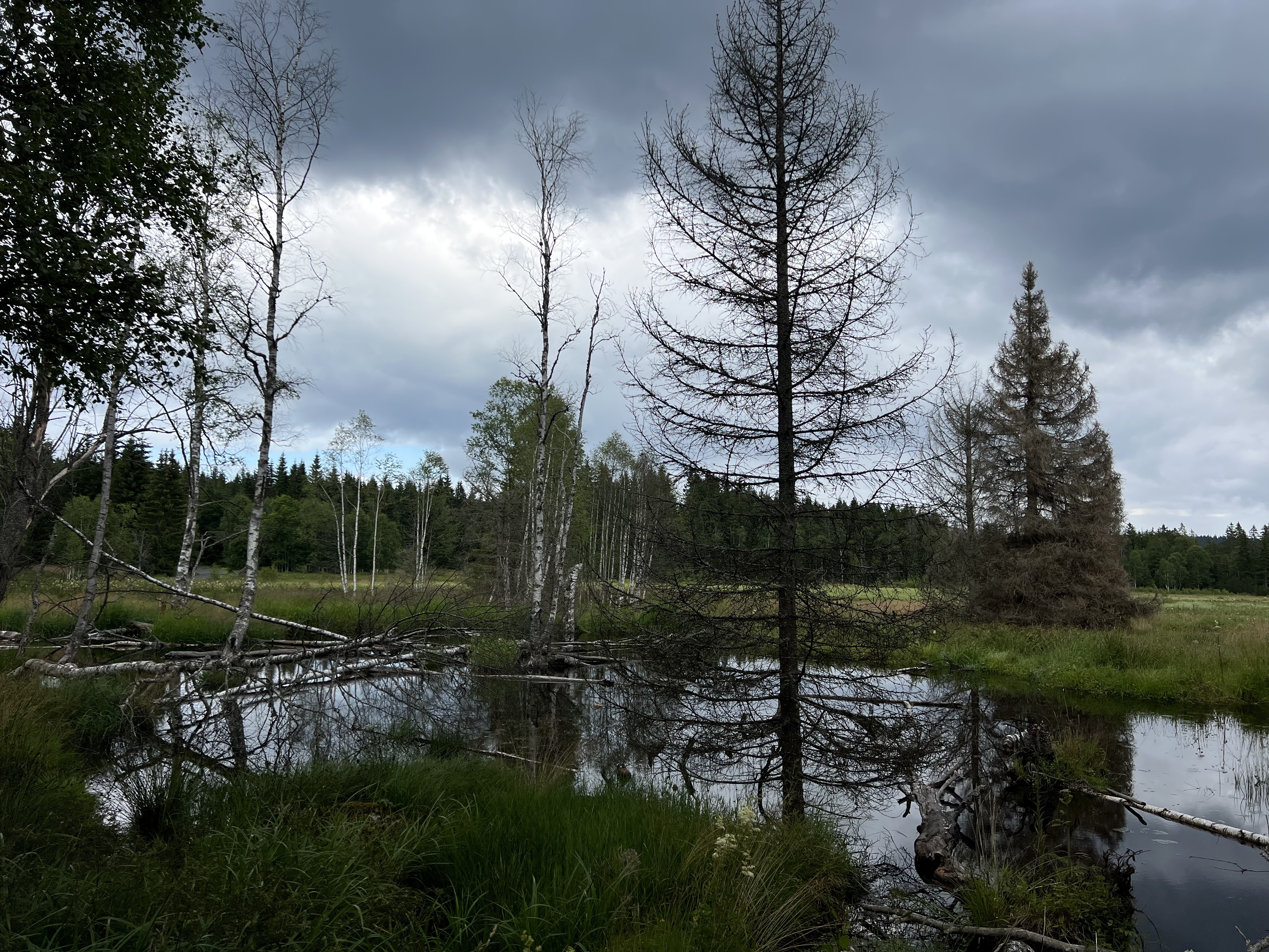 18.7. Kasperske h.-Renstejn-Srni-Modrava-Antygl-Kvilda-Horni Vltavice 58,7km-4:15hod-13.8km/hod-55.7max